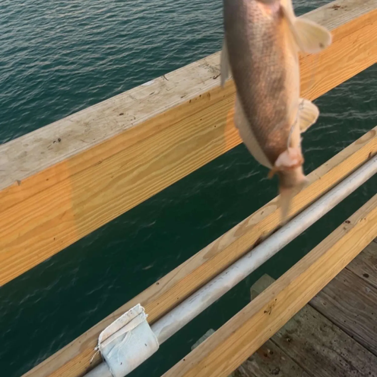 The most recent Whitemouth croaker catches on Fishbrain