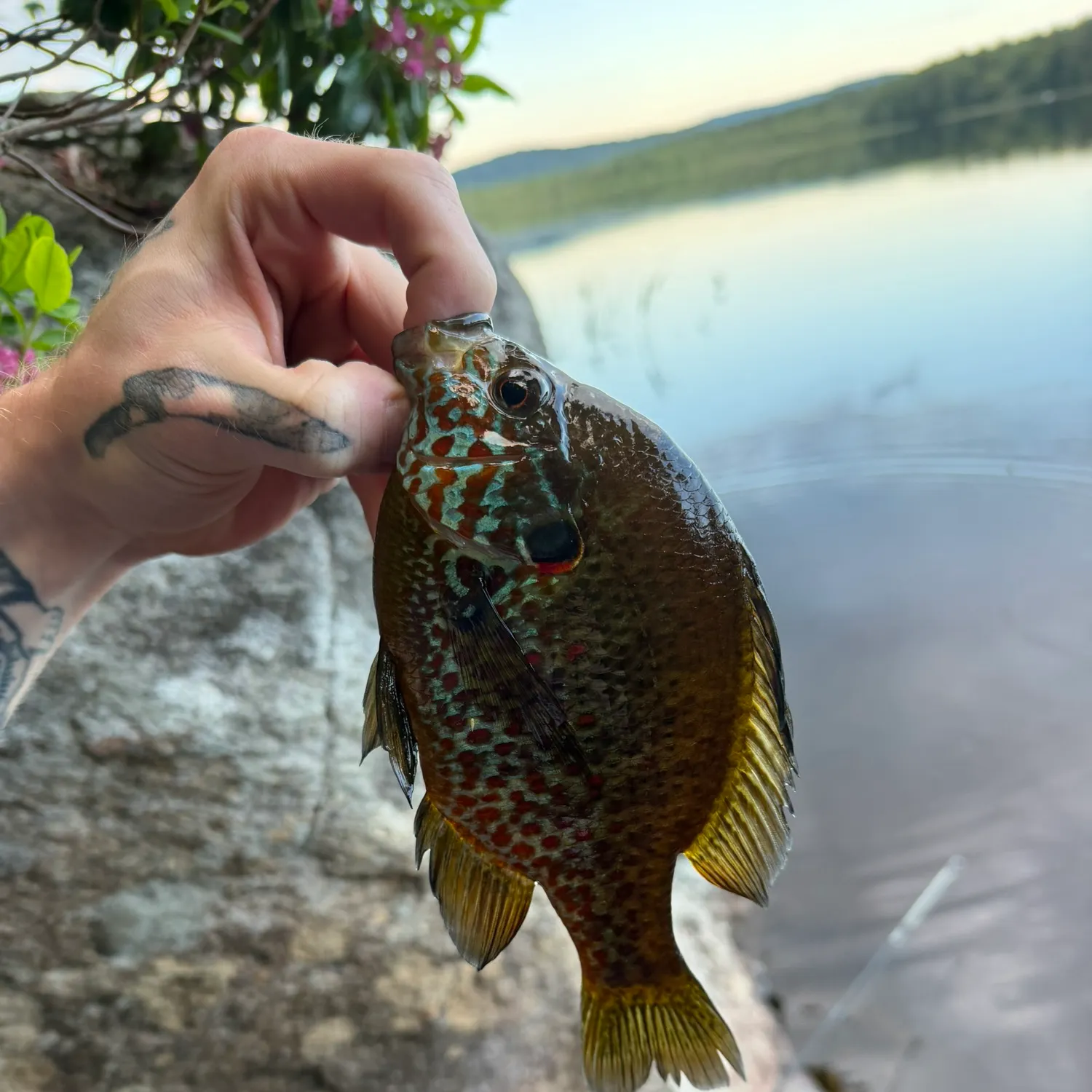recently logged catches