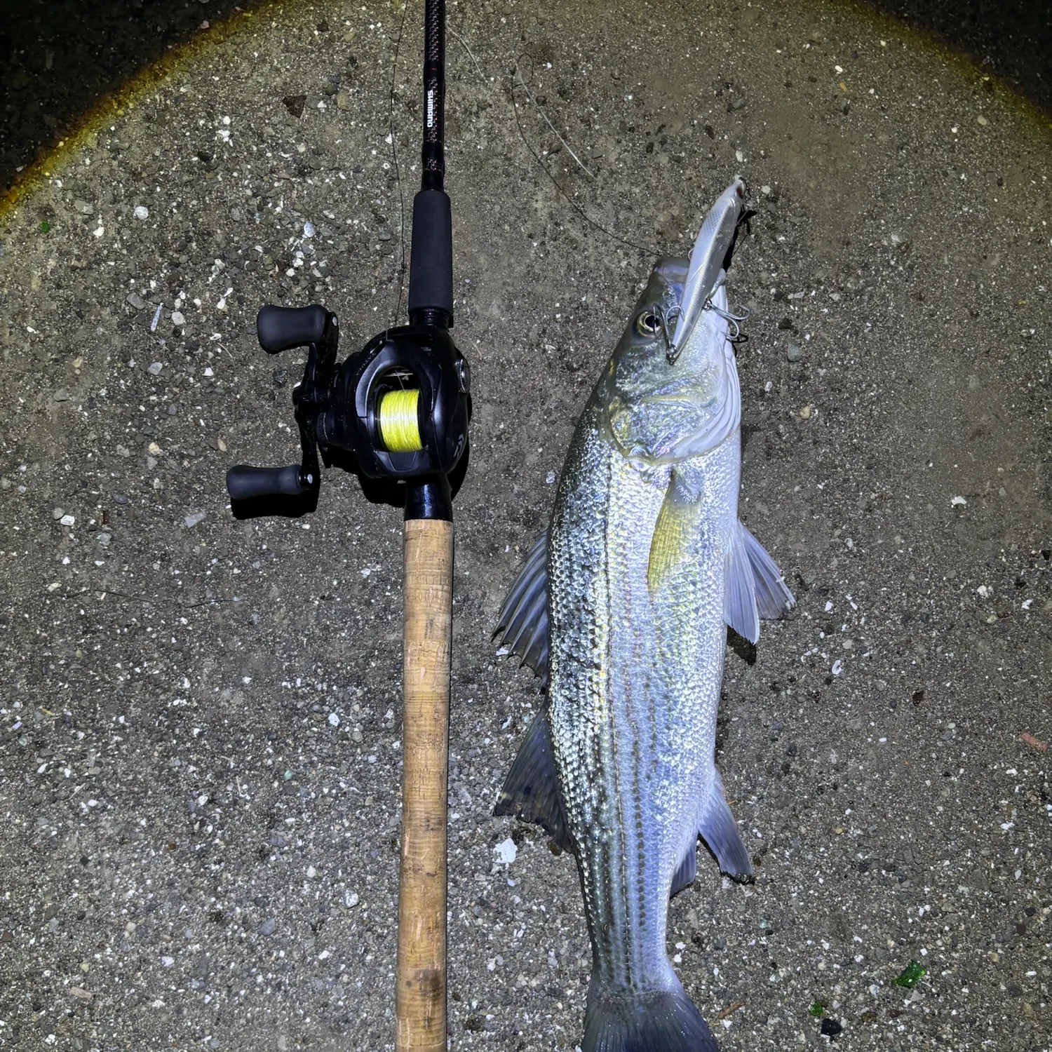 Striped bass caught on Fishbrain
