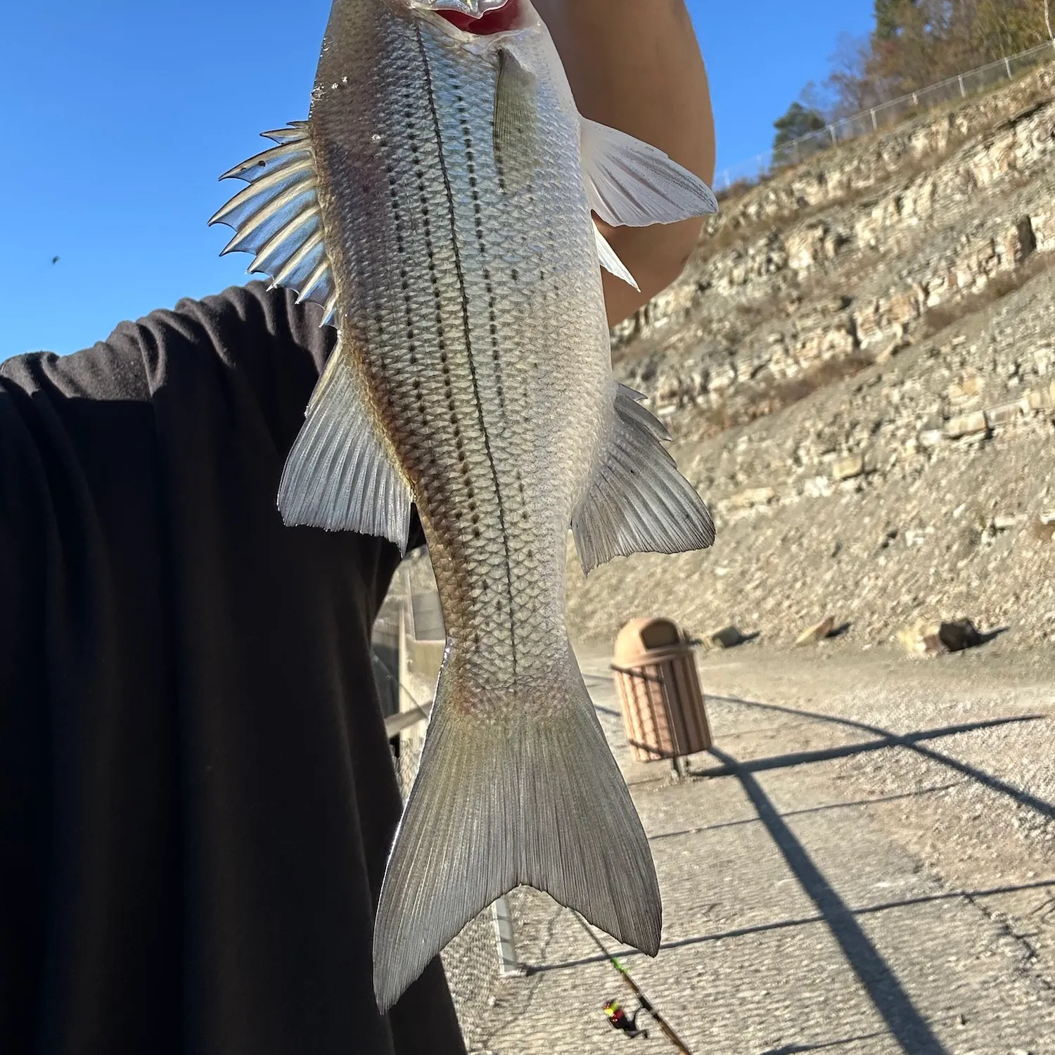 White bass caught on Fishbrain