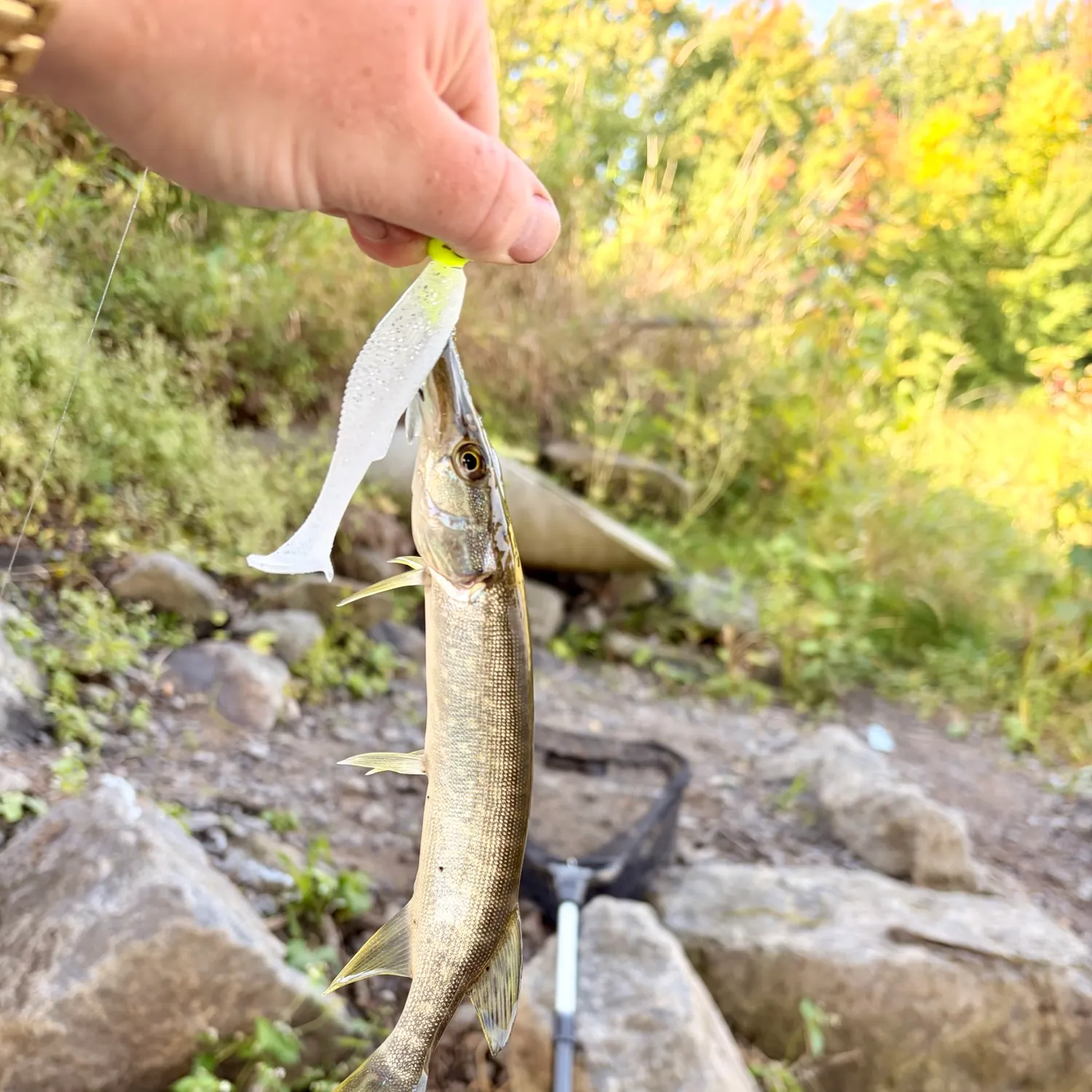 Northern pike caught on Fishbrain