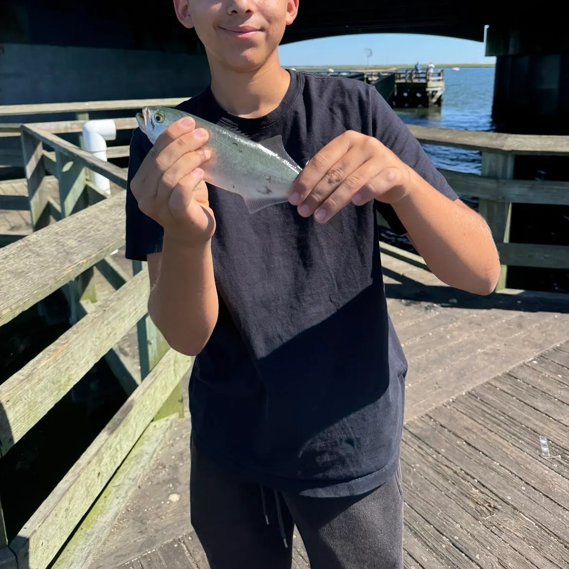 The most recent Bluefish catches on Fishbrain