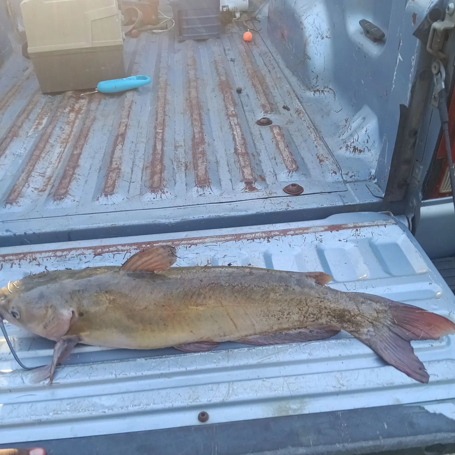 Channel catfish caught on Fishbrain