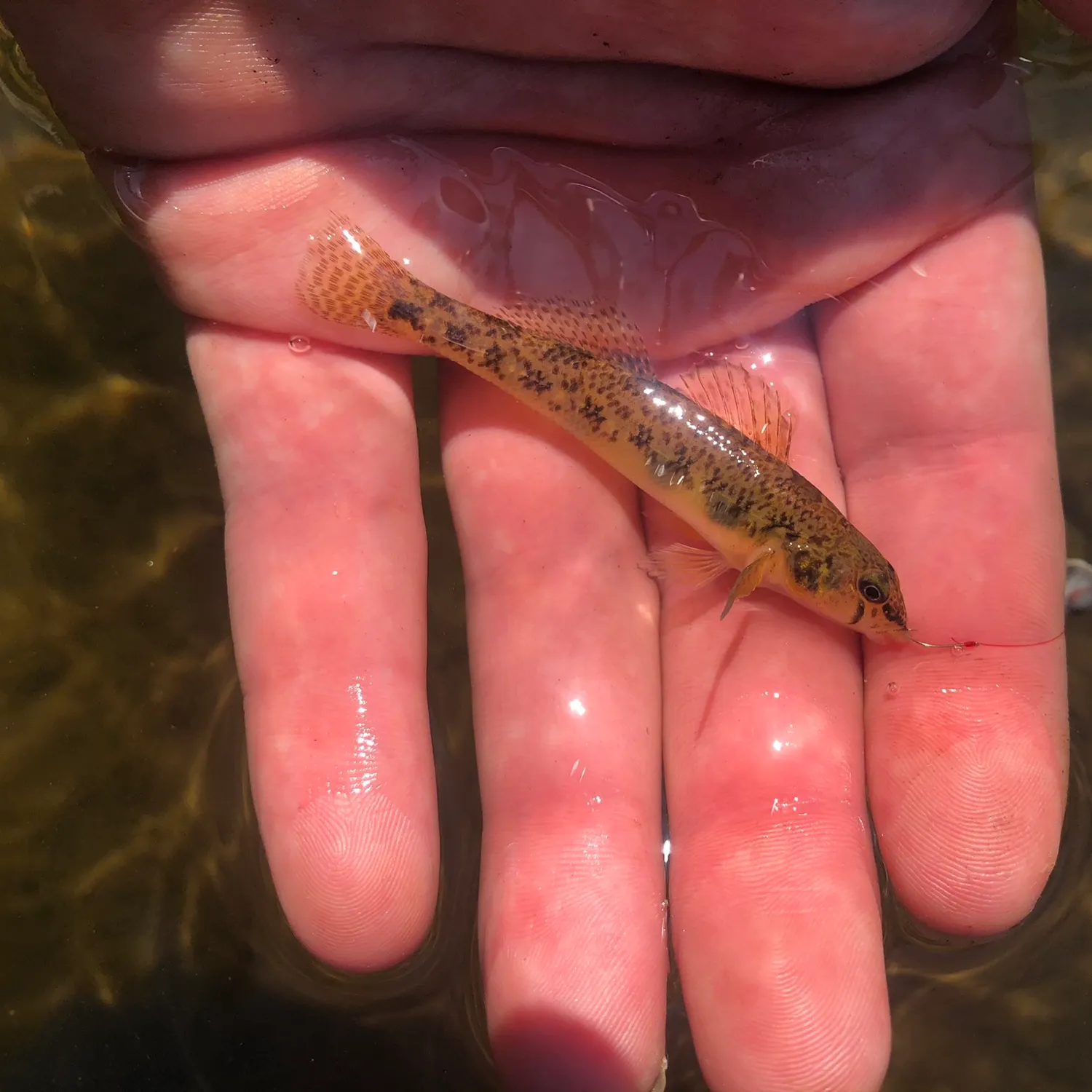 The most recent Northern tessellated darter catches on Fishbrain