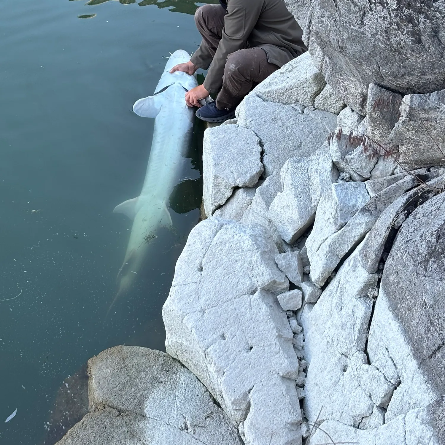 The most recent White sturgeon catches on Fishbrain