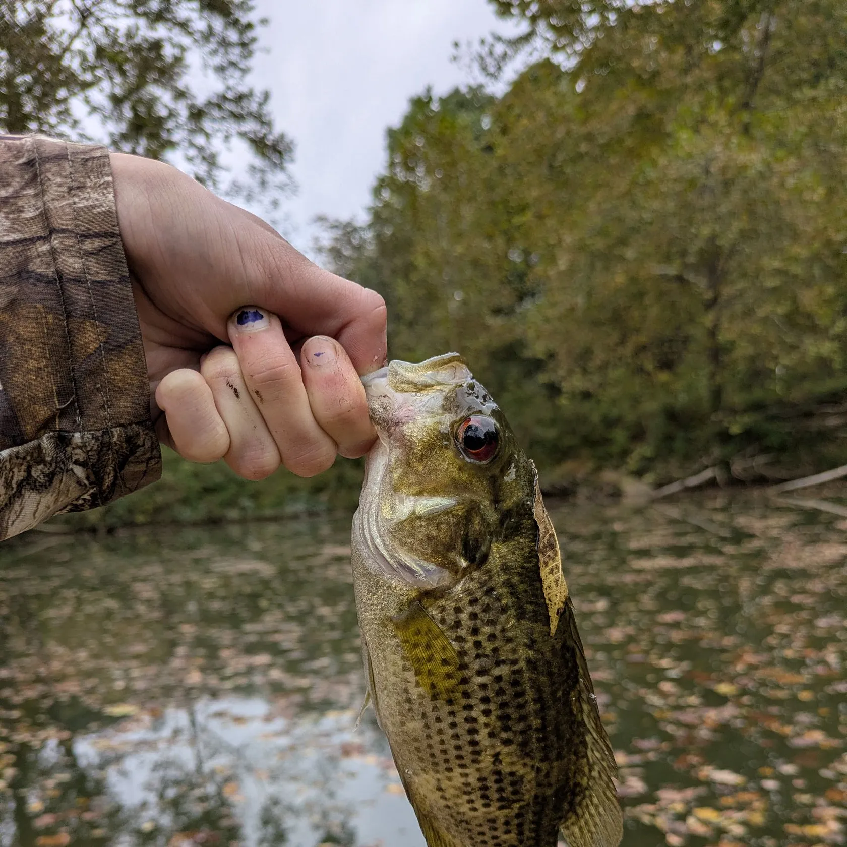 Rock bass caught on Fishbrain