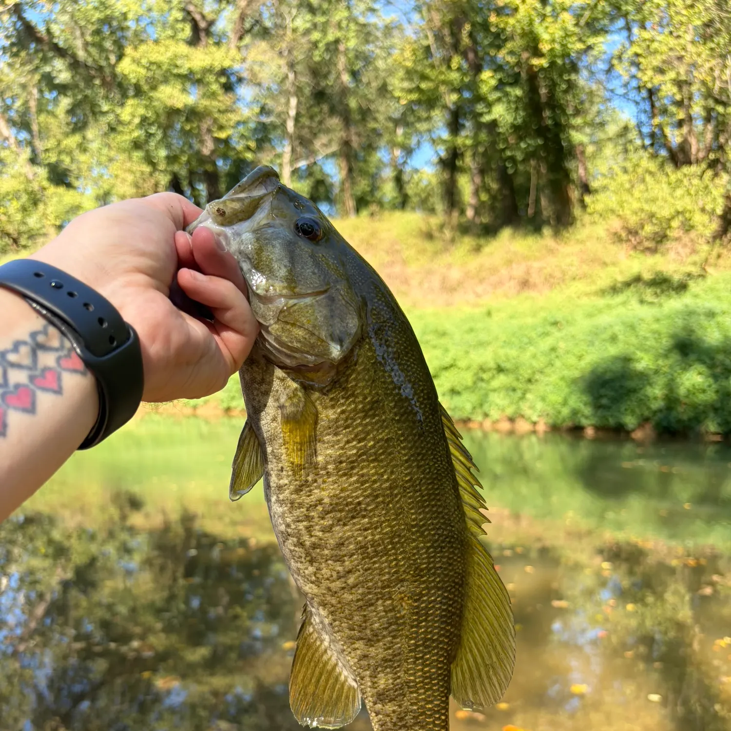 Smallmouth bass caught on Fishbrain