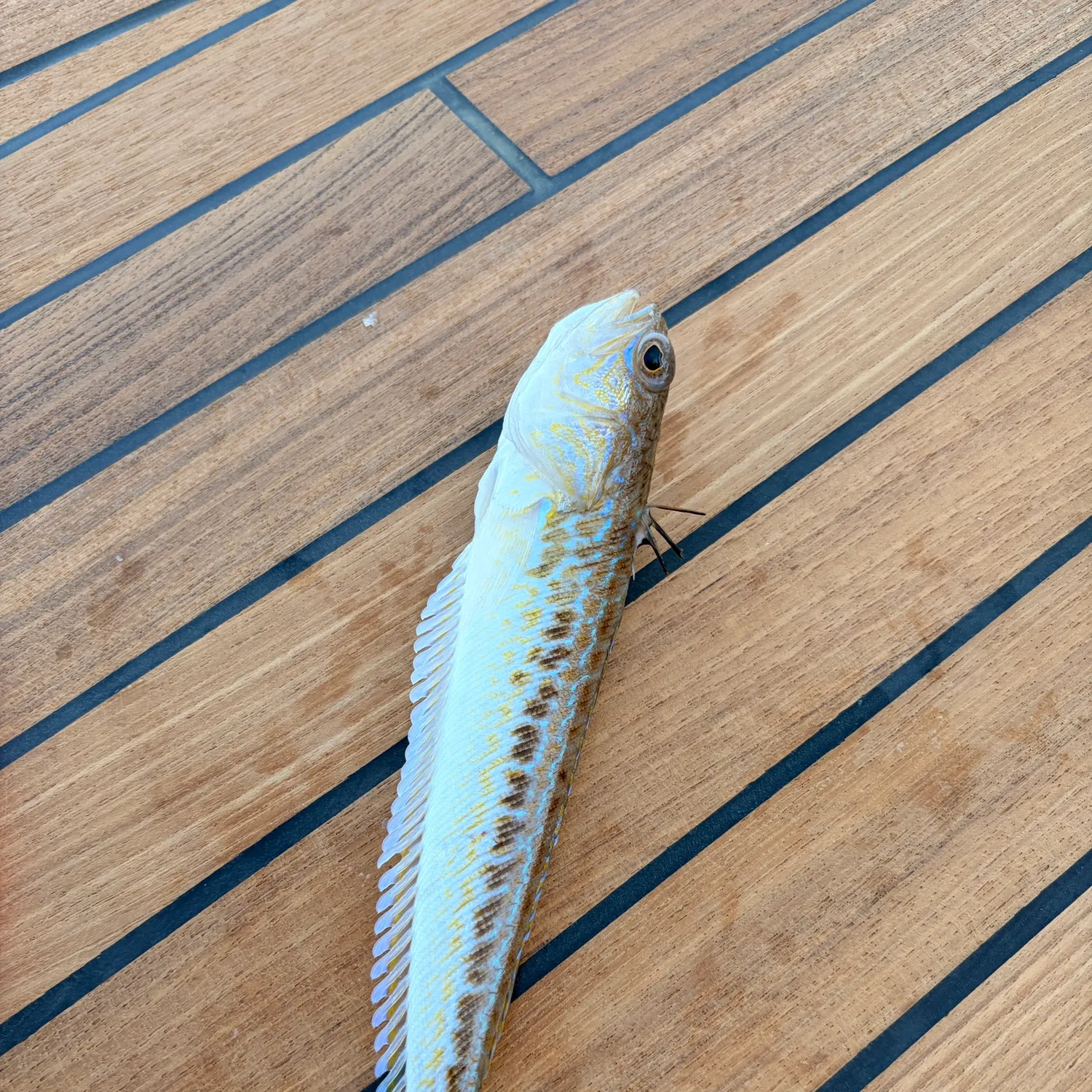 Greater weever caught on Fishbrain