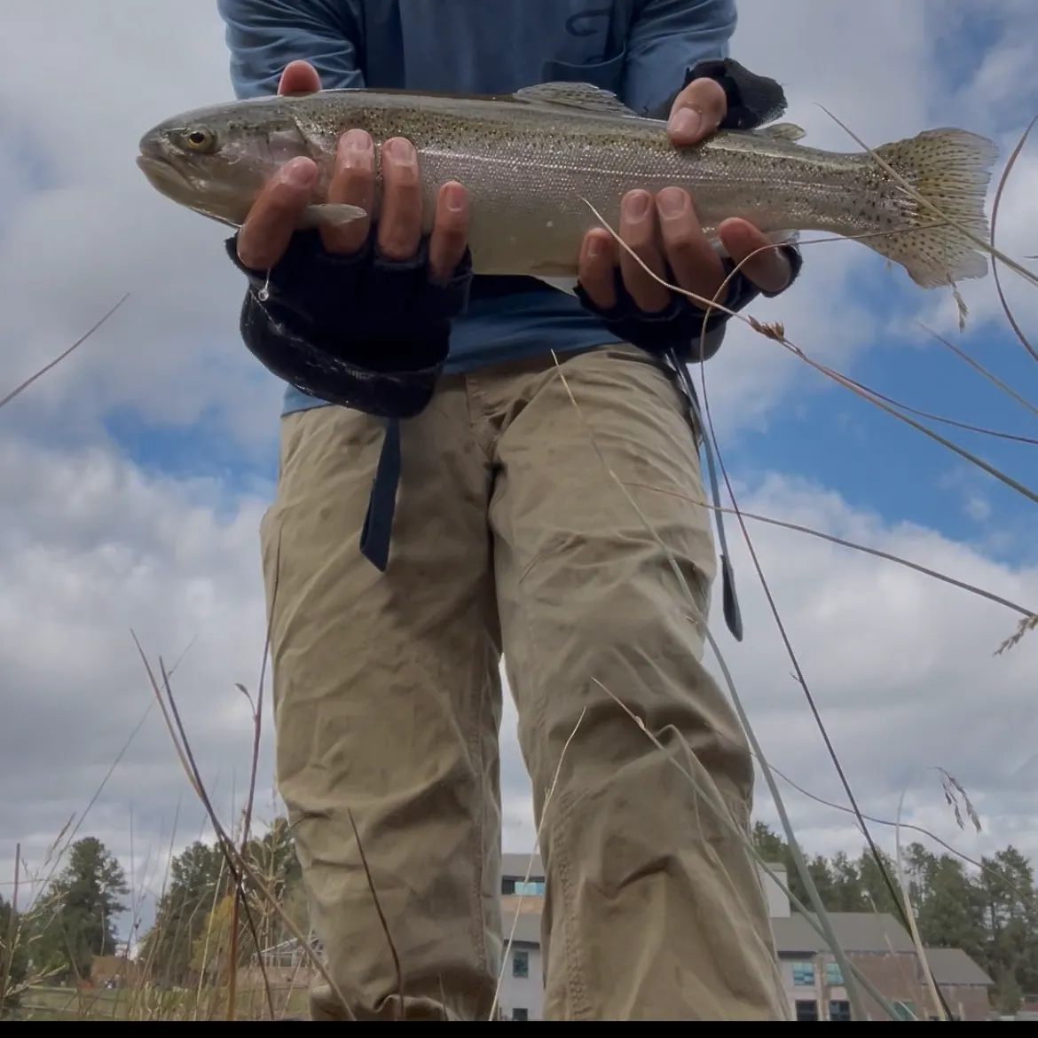 The most recent Sea trout catches on Fishbrain