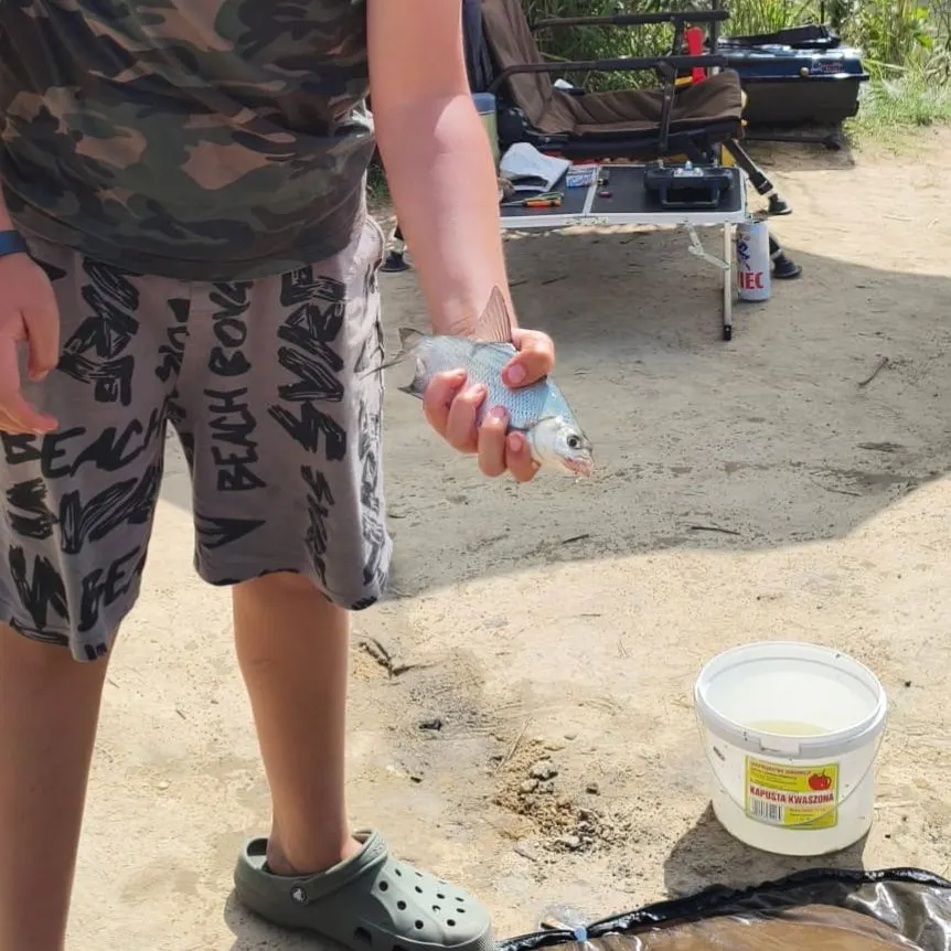 Common bream caught on Fishbrain