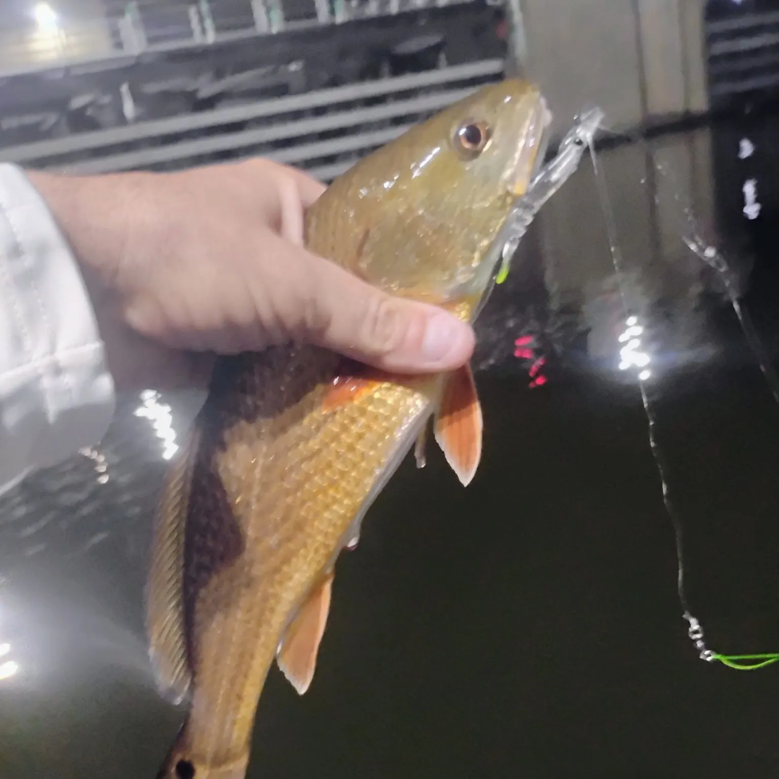 Red drum caught on Fishbrain