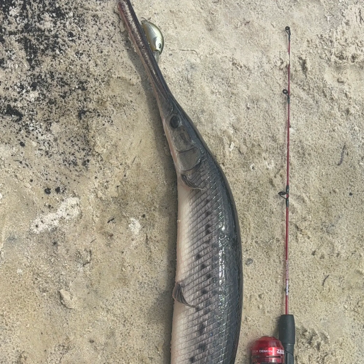 The most recent Spotted gar catches on Fishbrain
