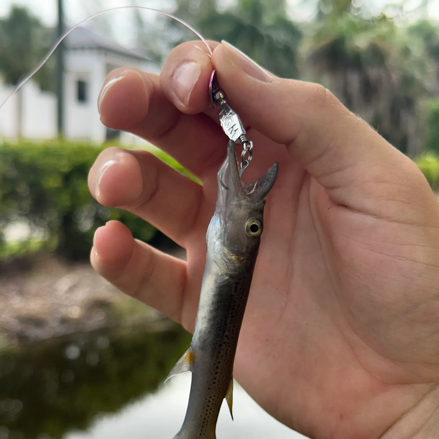 The most recent Pike killifish catches on Fishbrain
