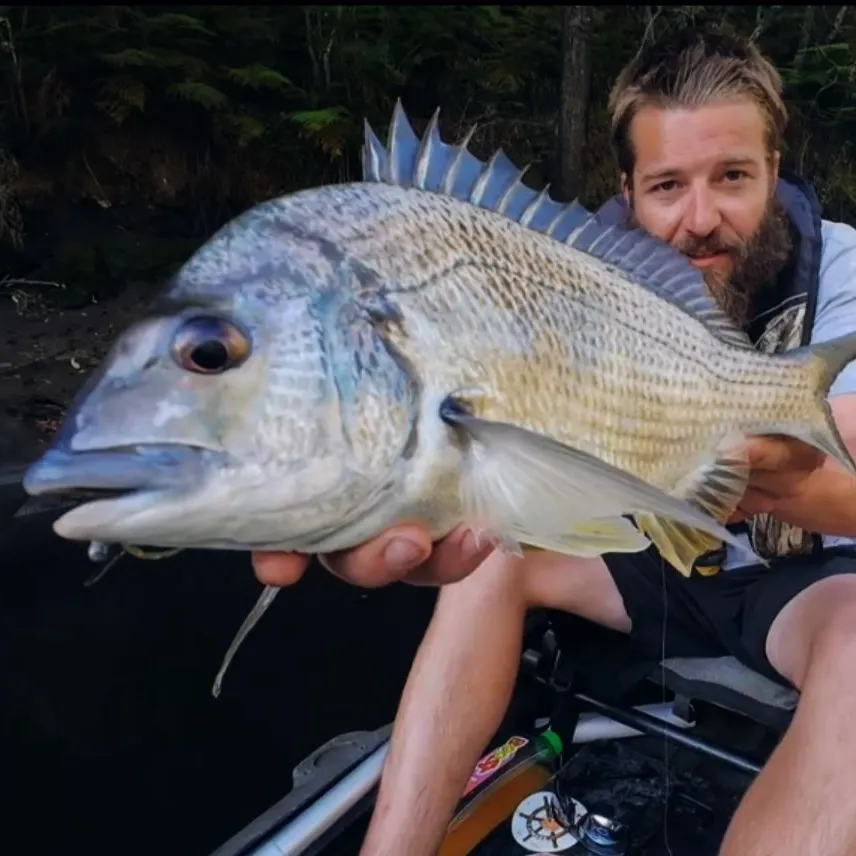 The most recent Surf bream catches on Fishbrain