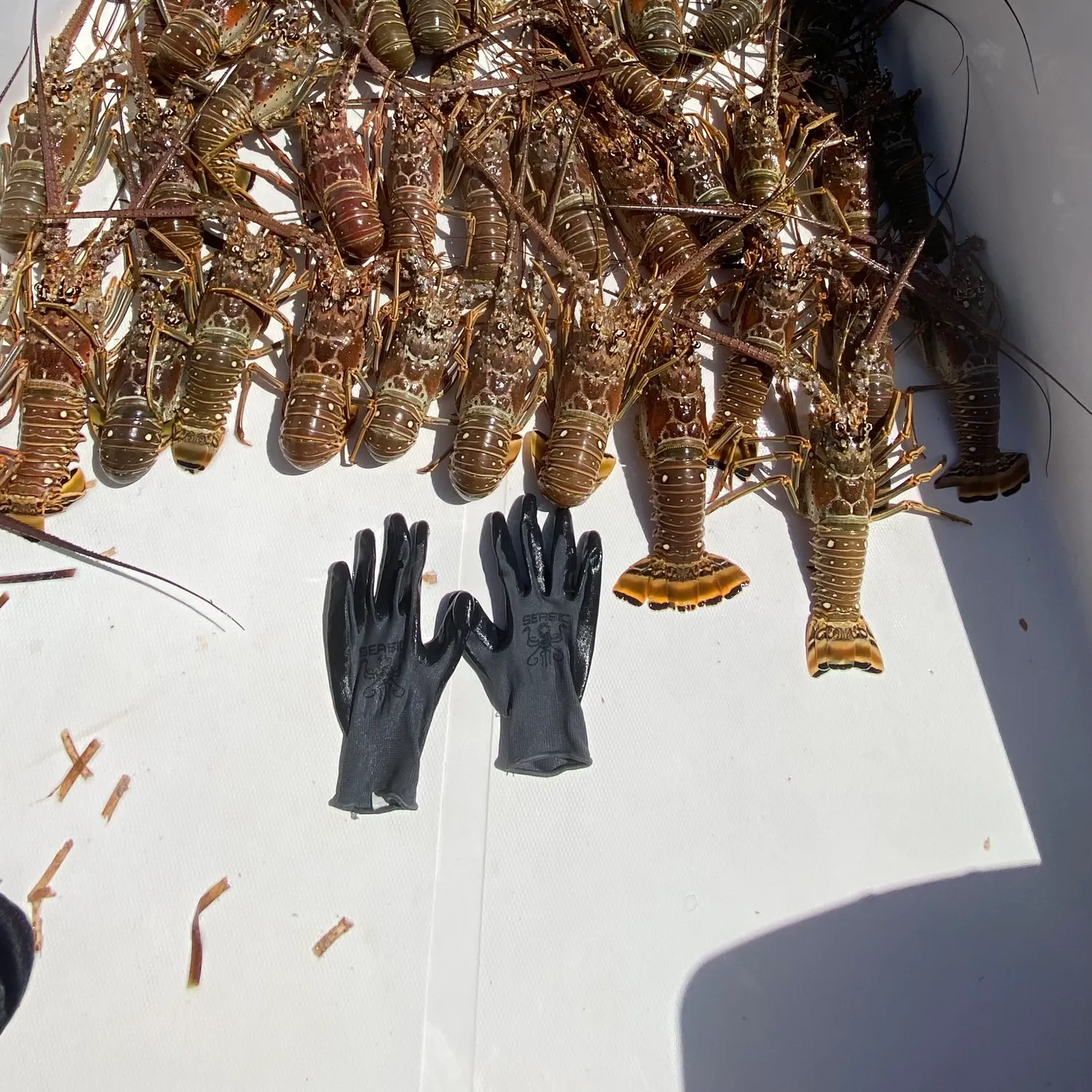 The most recent Caribbean spiny lobster catches on Fishbrain
