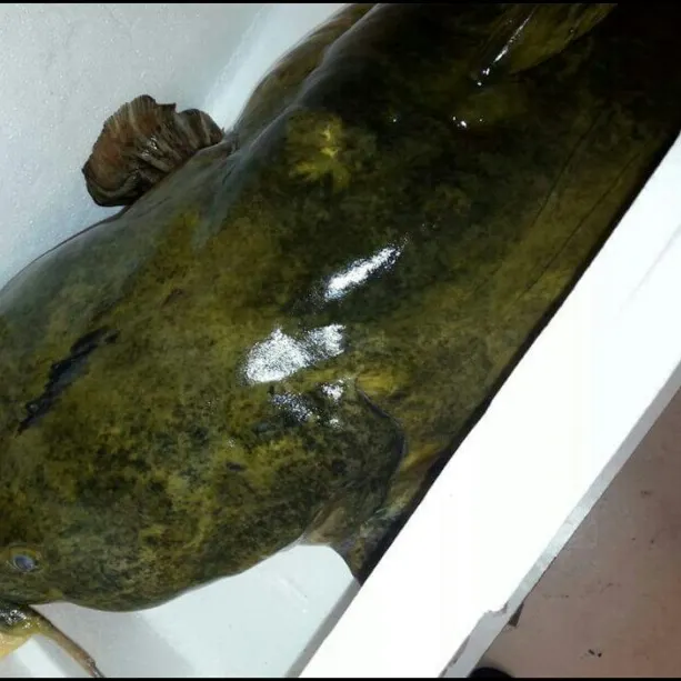 Flathead catfish caught on Fishbrain