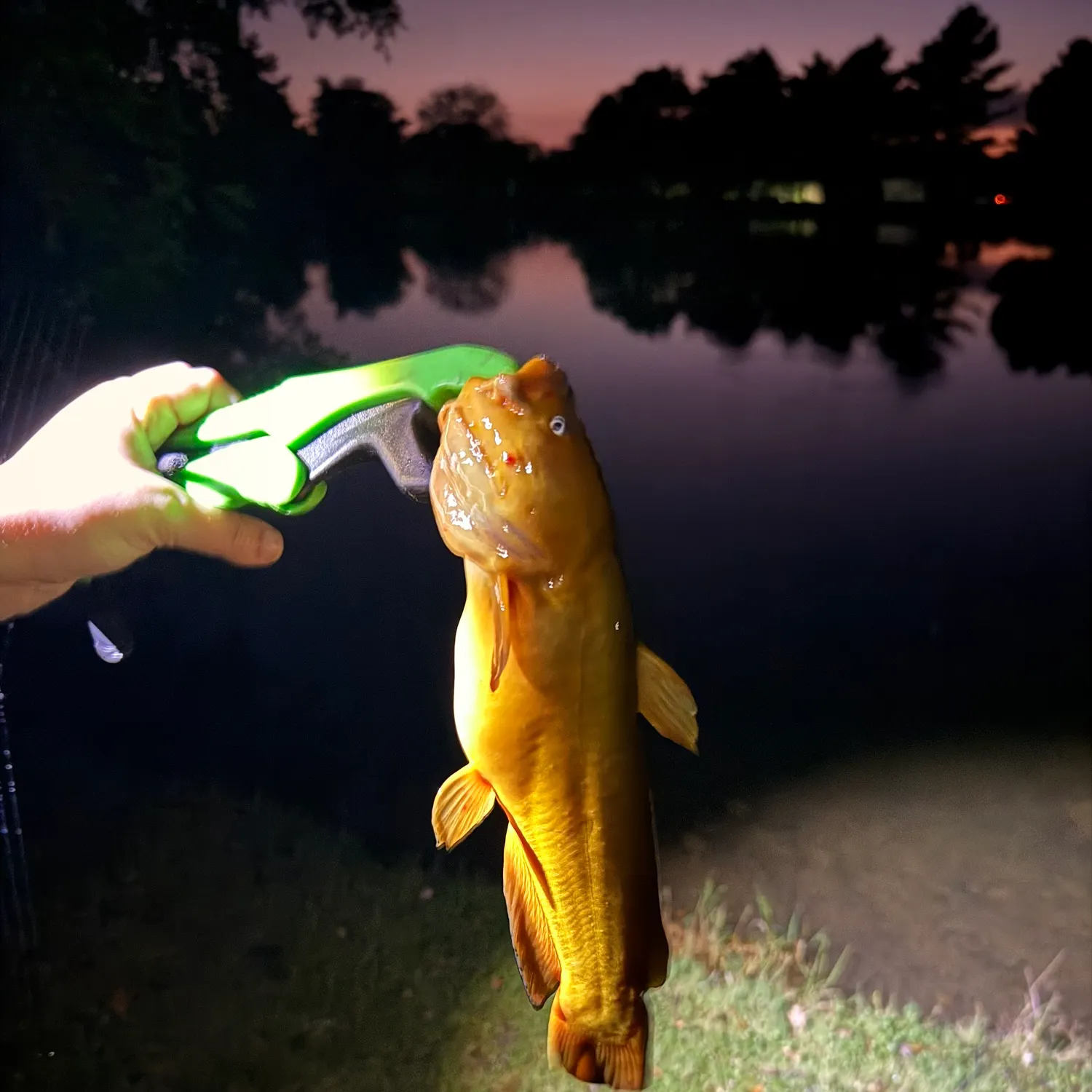 Yellow bullhead caught on Fishbrain