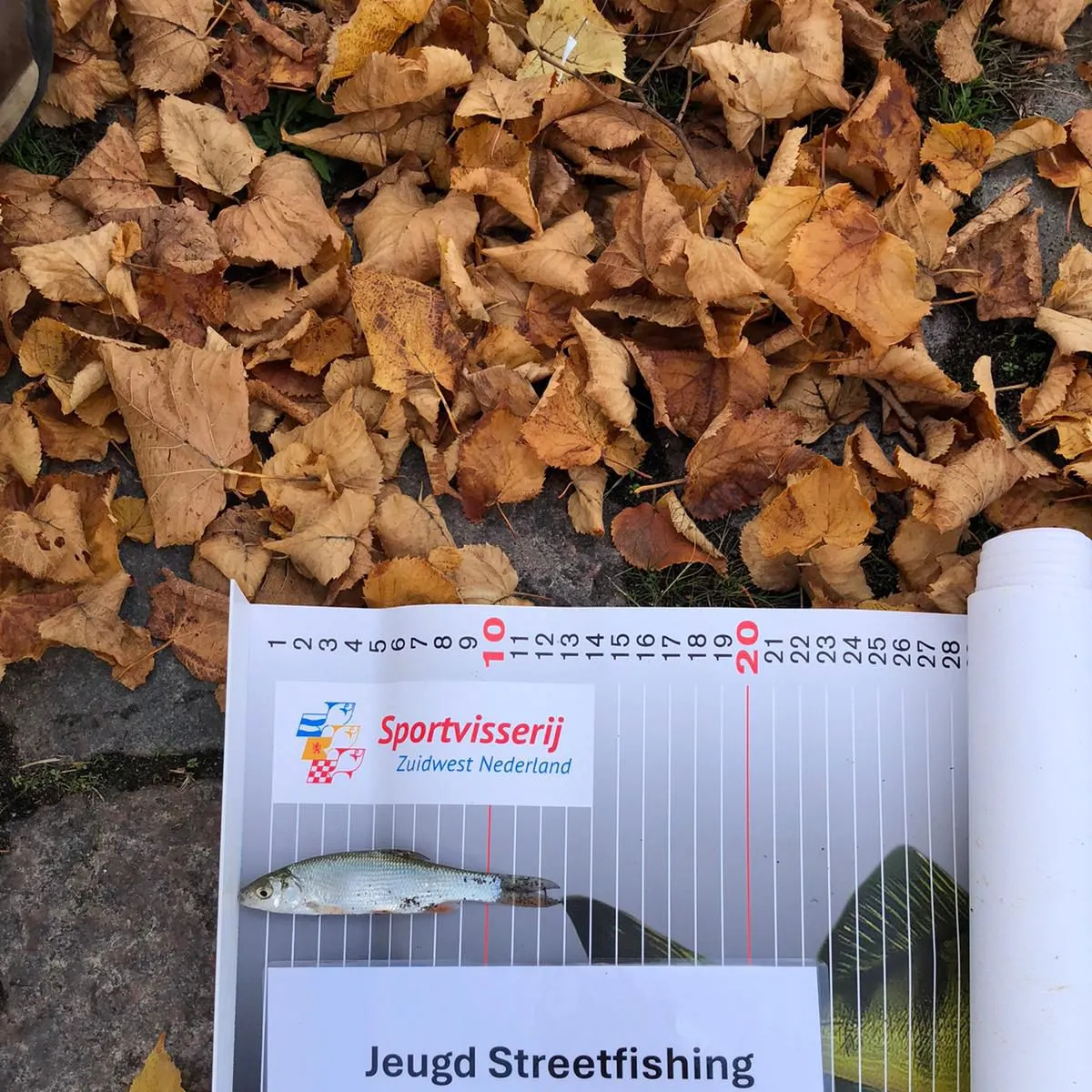 The most recent Asp catches on Fishbrain