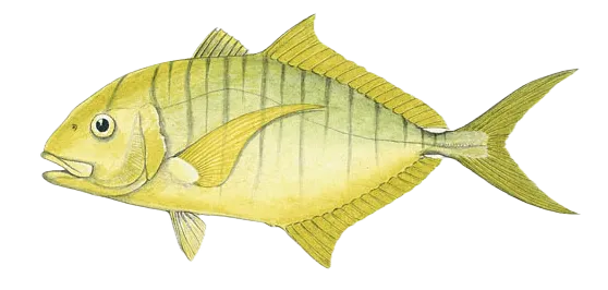 Golden trevally