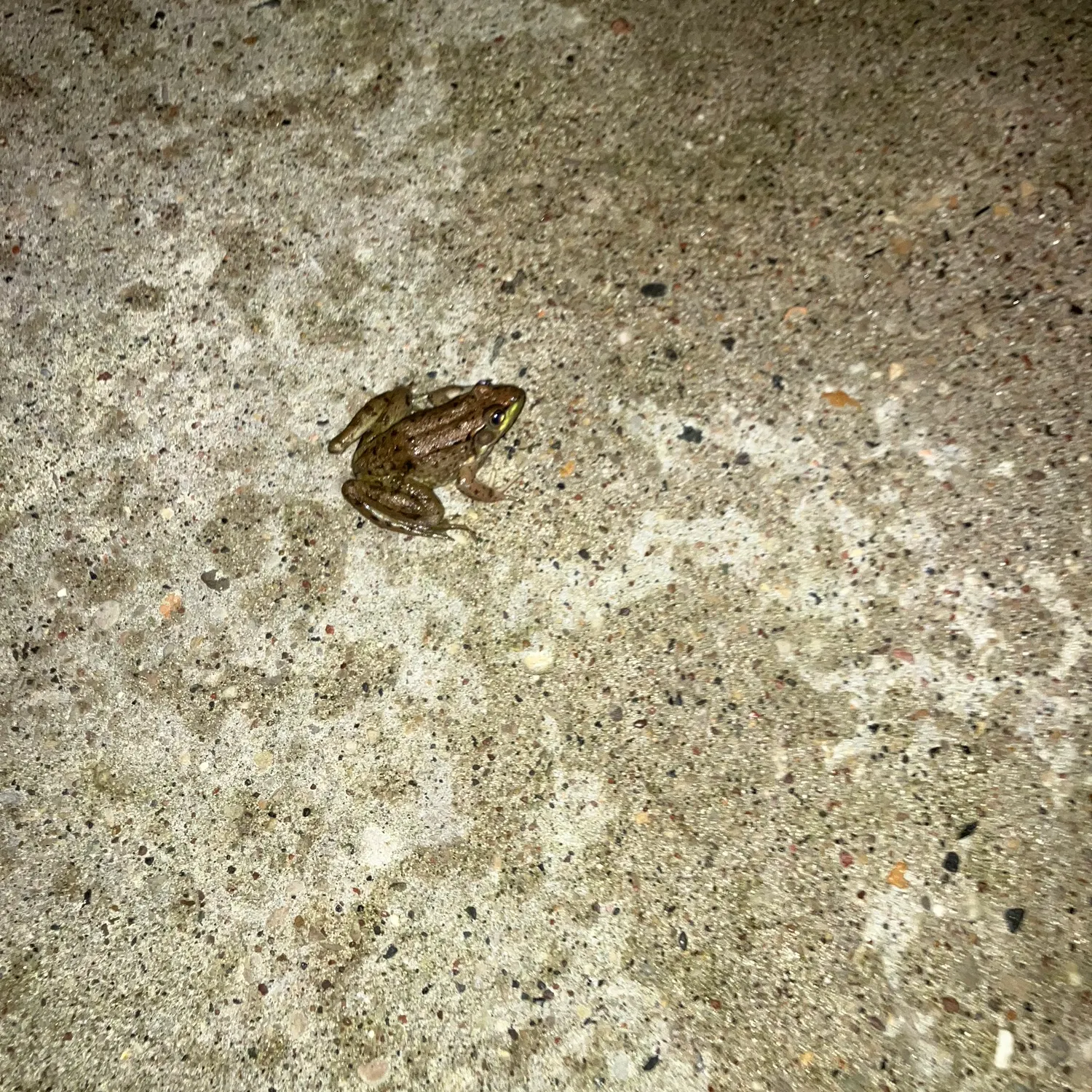 The most recent Pickerel frog catches on Fishbrain