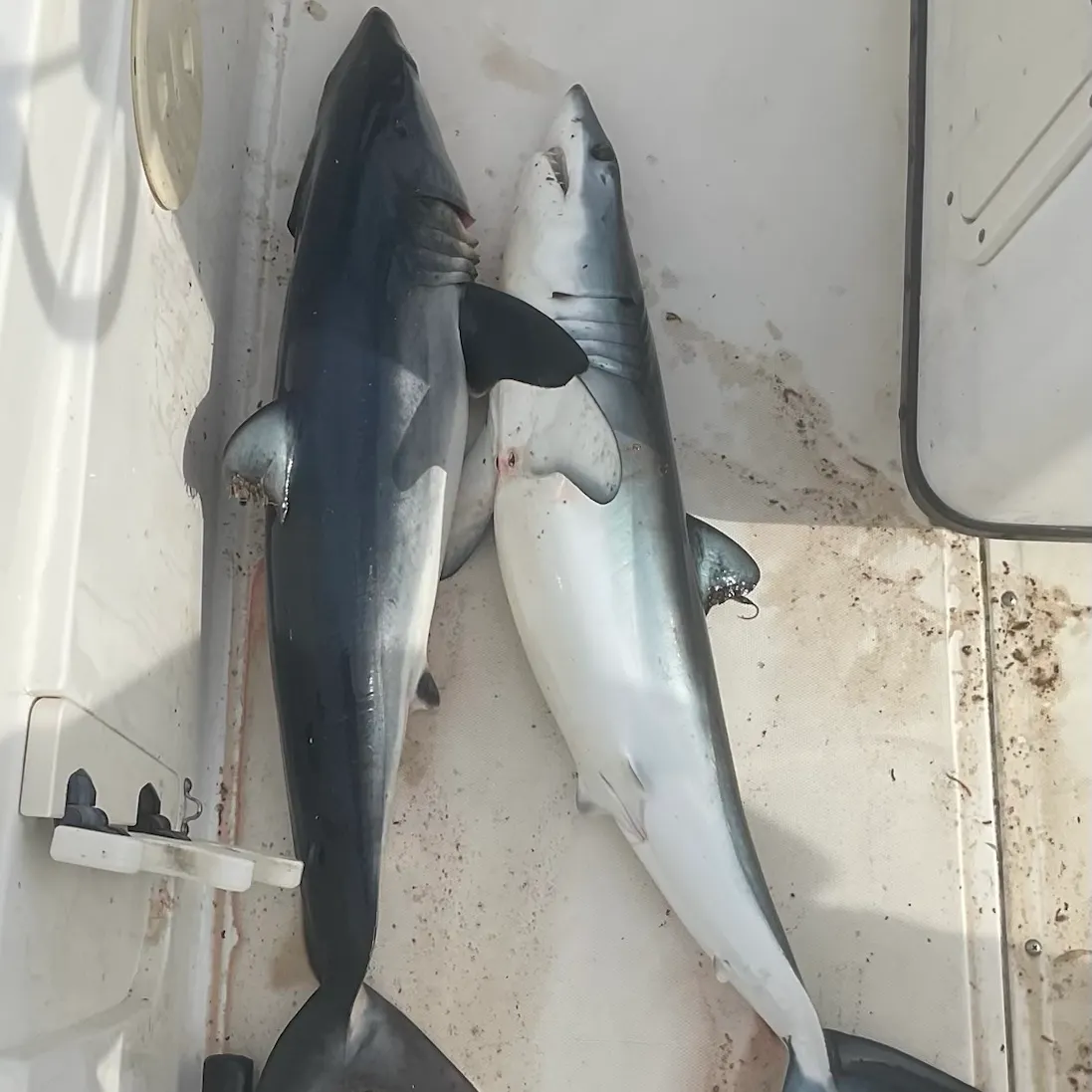 The most recent Shortfin mako shark catches on Fishbrain