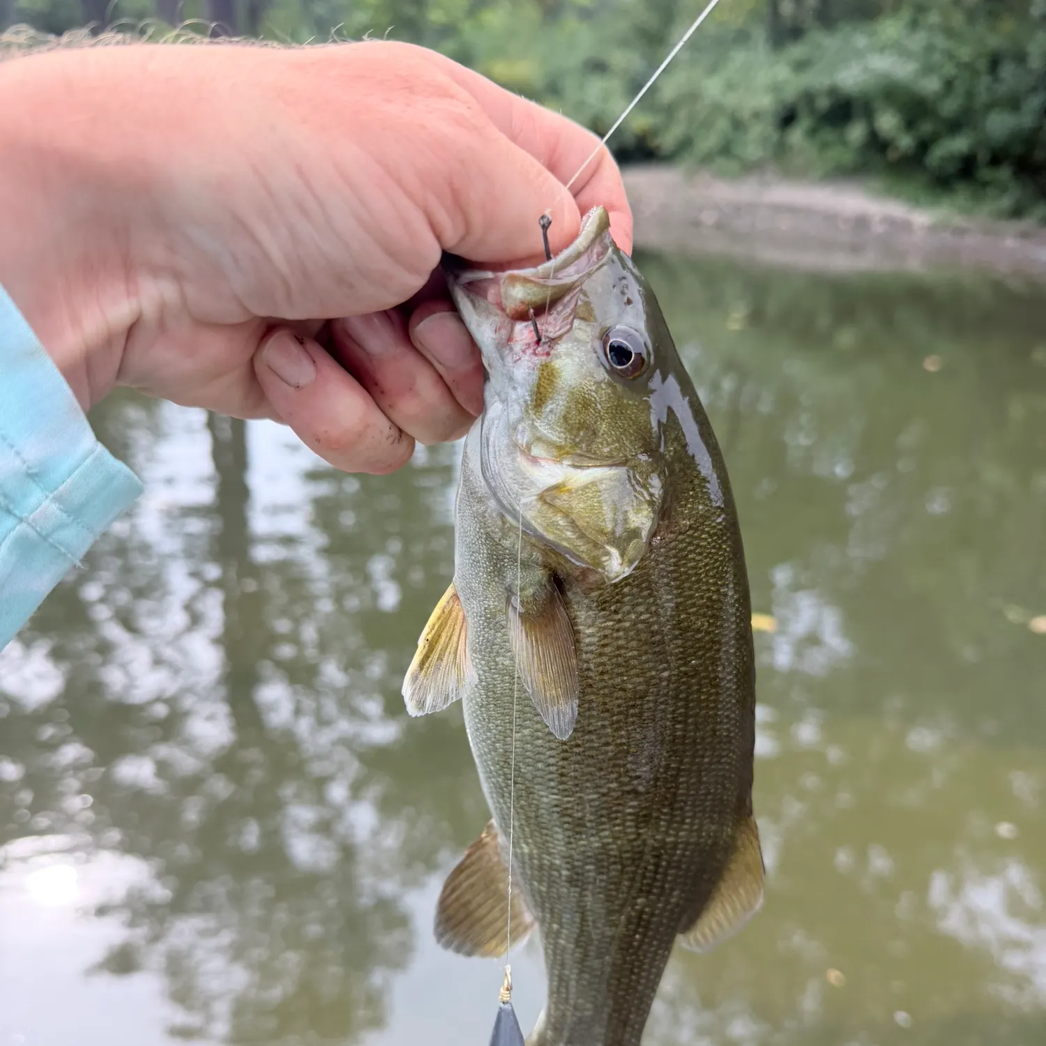 Smallmouth bass caught on Fishbrain
