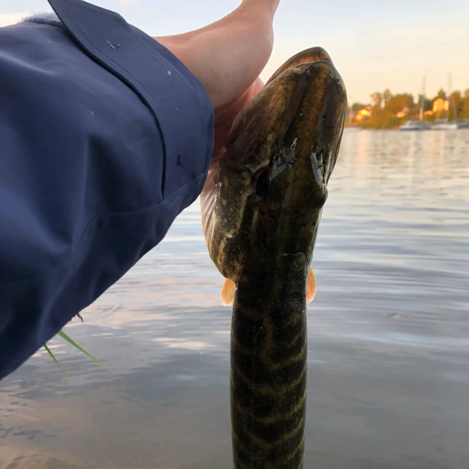 Northern pike caught on Fishbrain