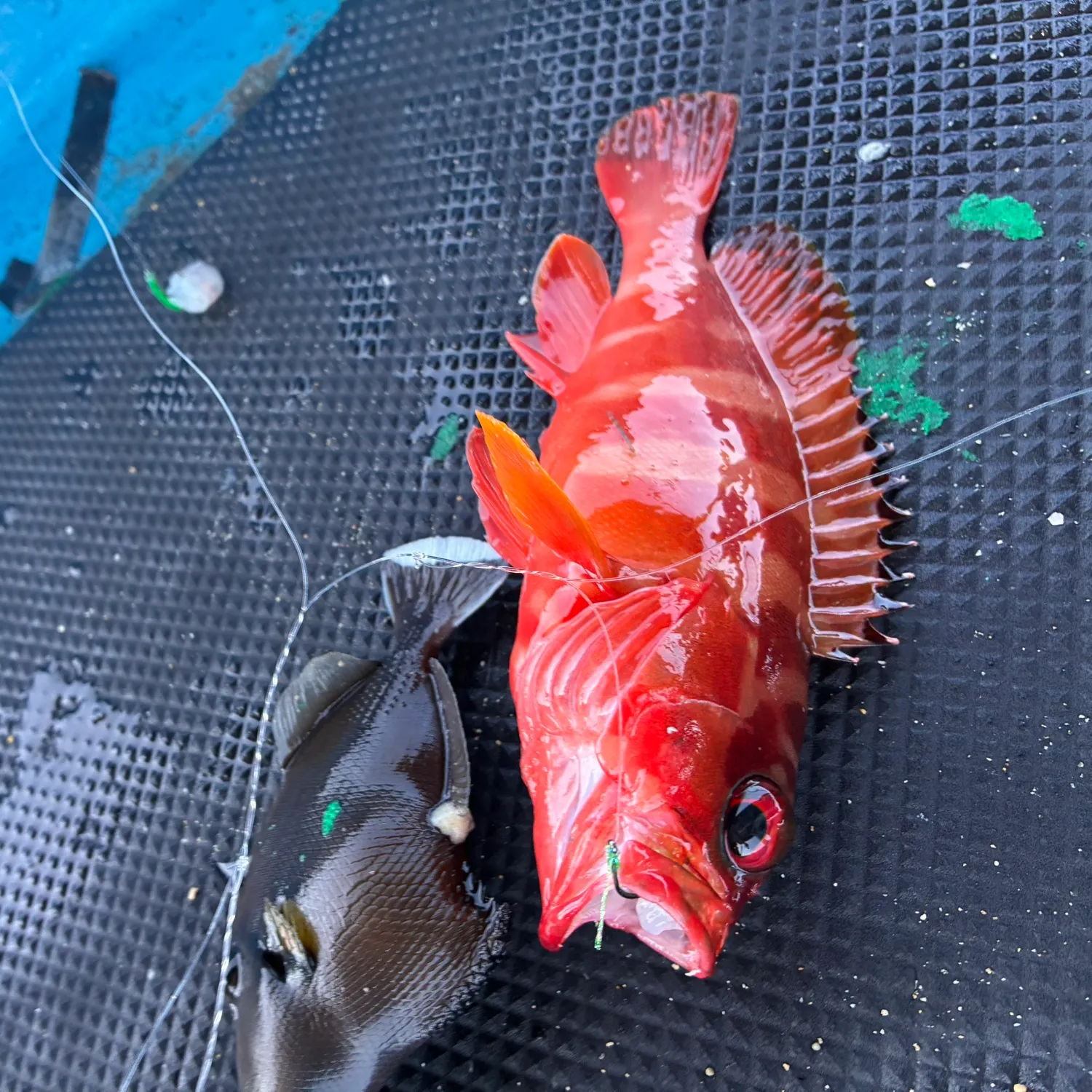 The most recent Narrow-barred Spanish mackerel catches on Fishbrain
