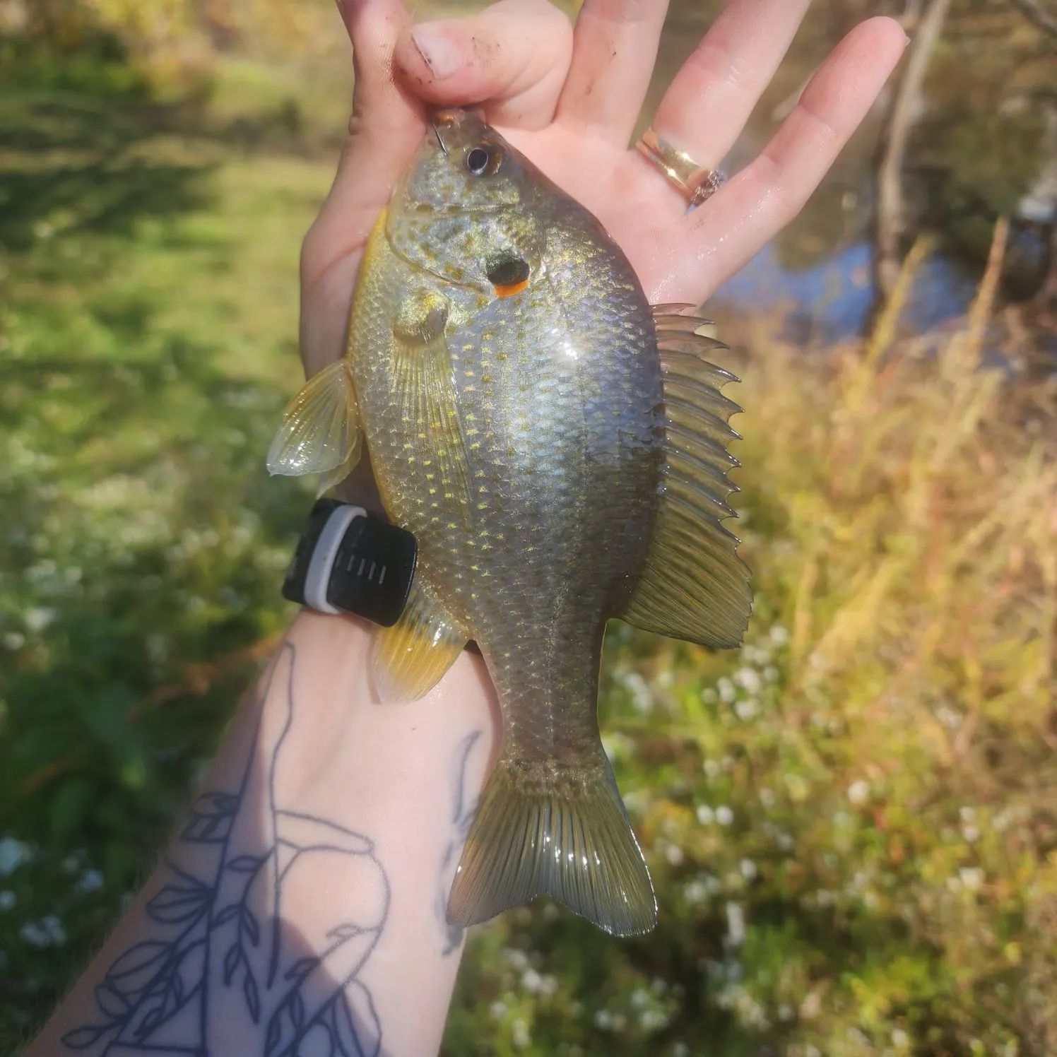 Redear sunfish caught on Fishbrain
