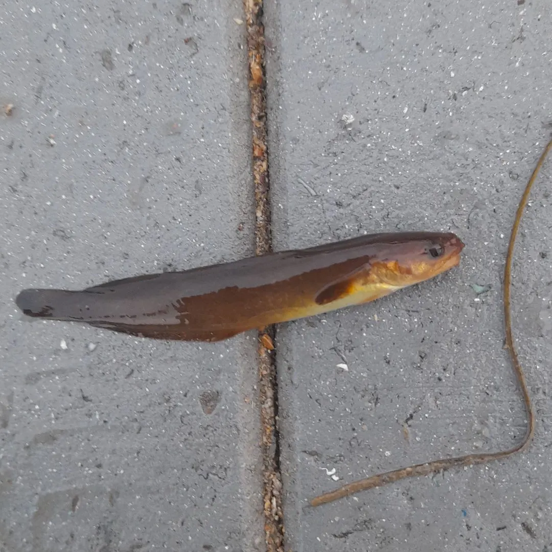 The most recent Three-bearded rockling catches on Fishbrain