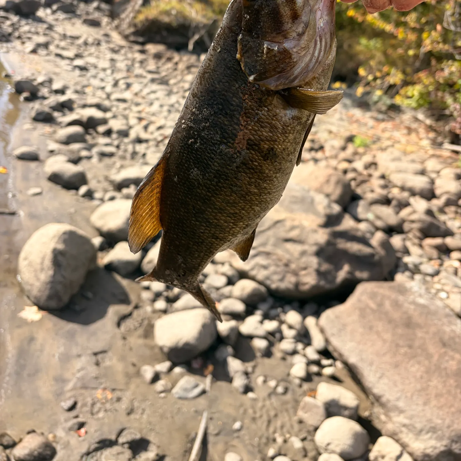 Smallmouth bass caught on Fishbrain