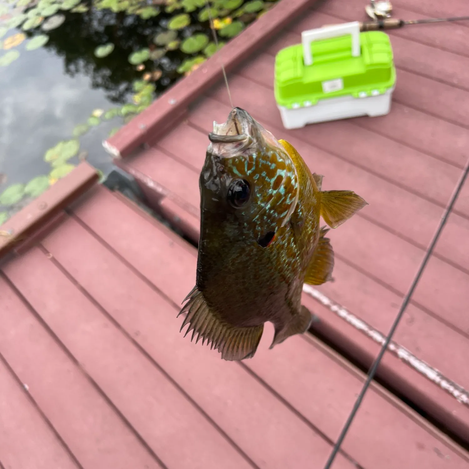 Greengill hybrid caught on Fishbrain