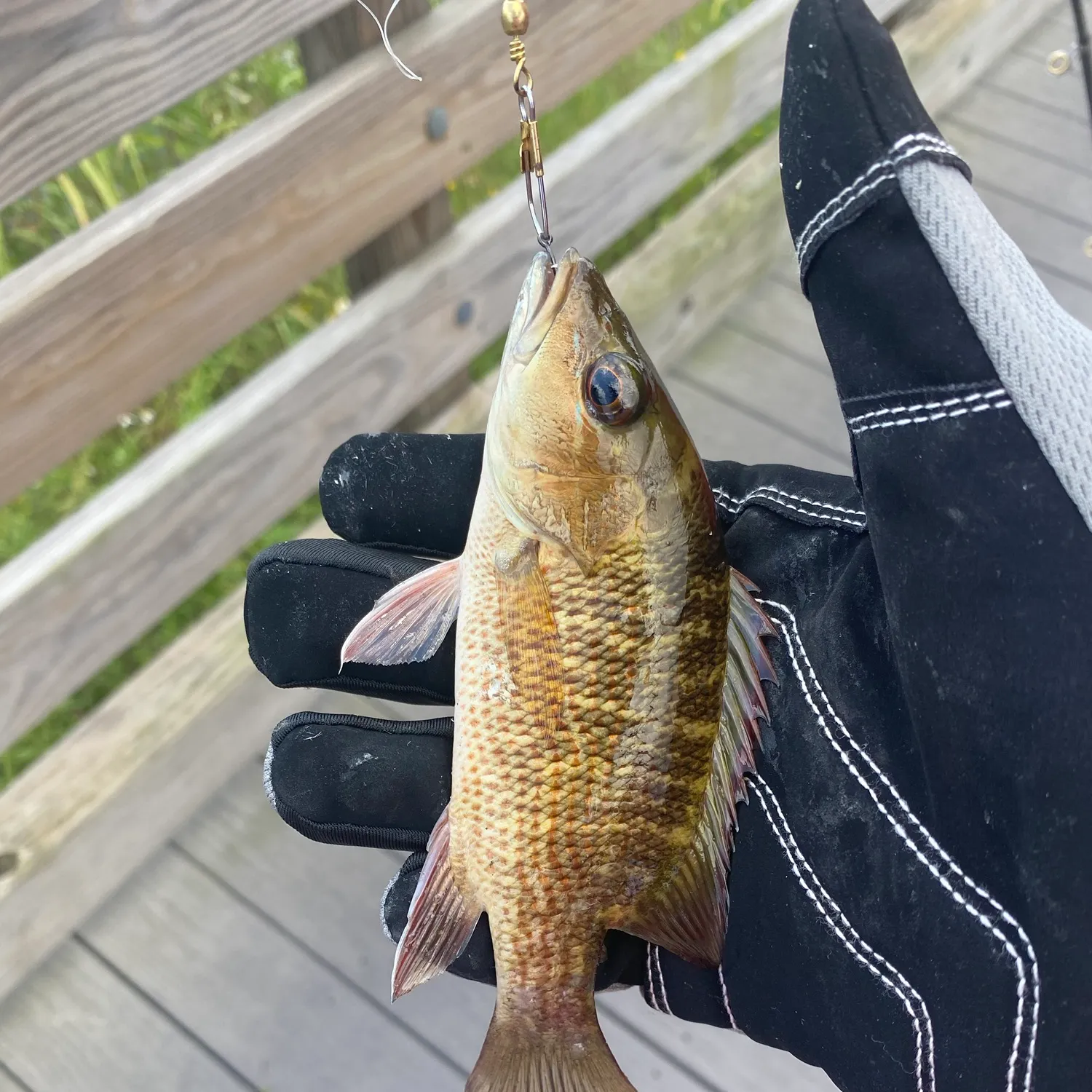 Mangrove snapper caught on Fishbrain