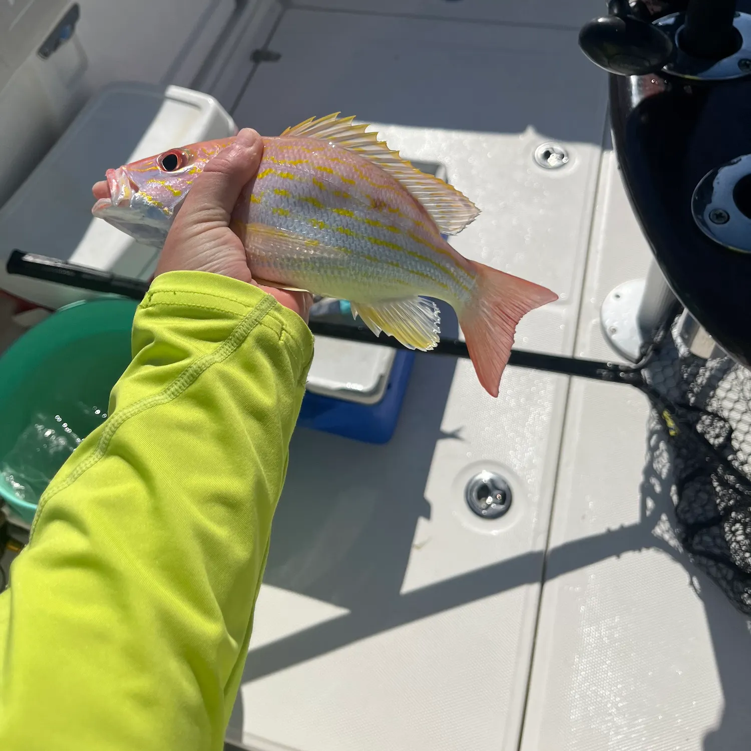 The most recent Lane snapper catches on Fishbrain