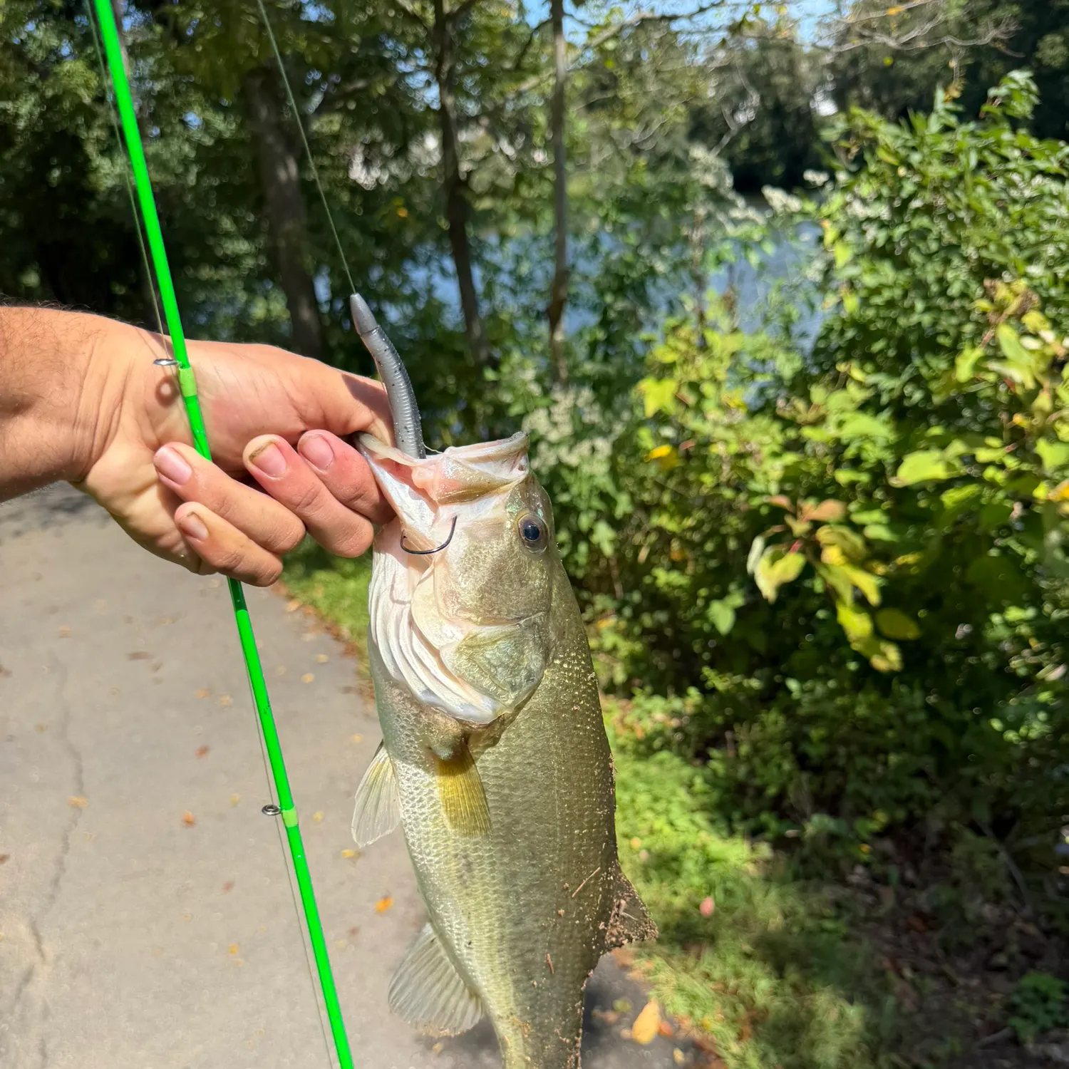 Largemouth bass caught on Fishbrain