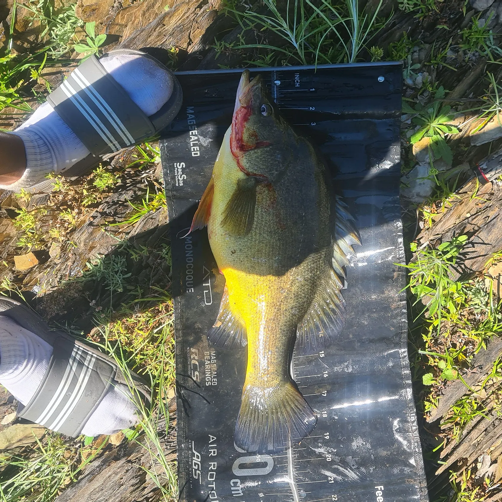 The most recent Golden perch catches on Fishbrain
