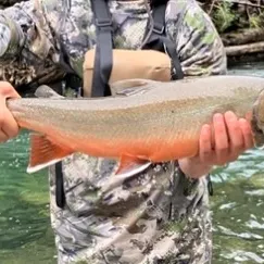 Bull trout caught on Fishbrain