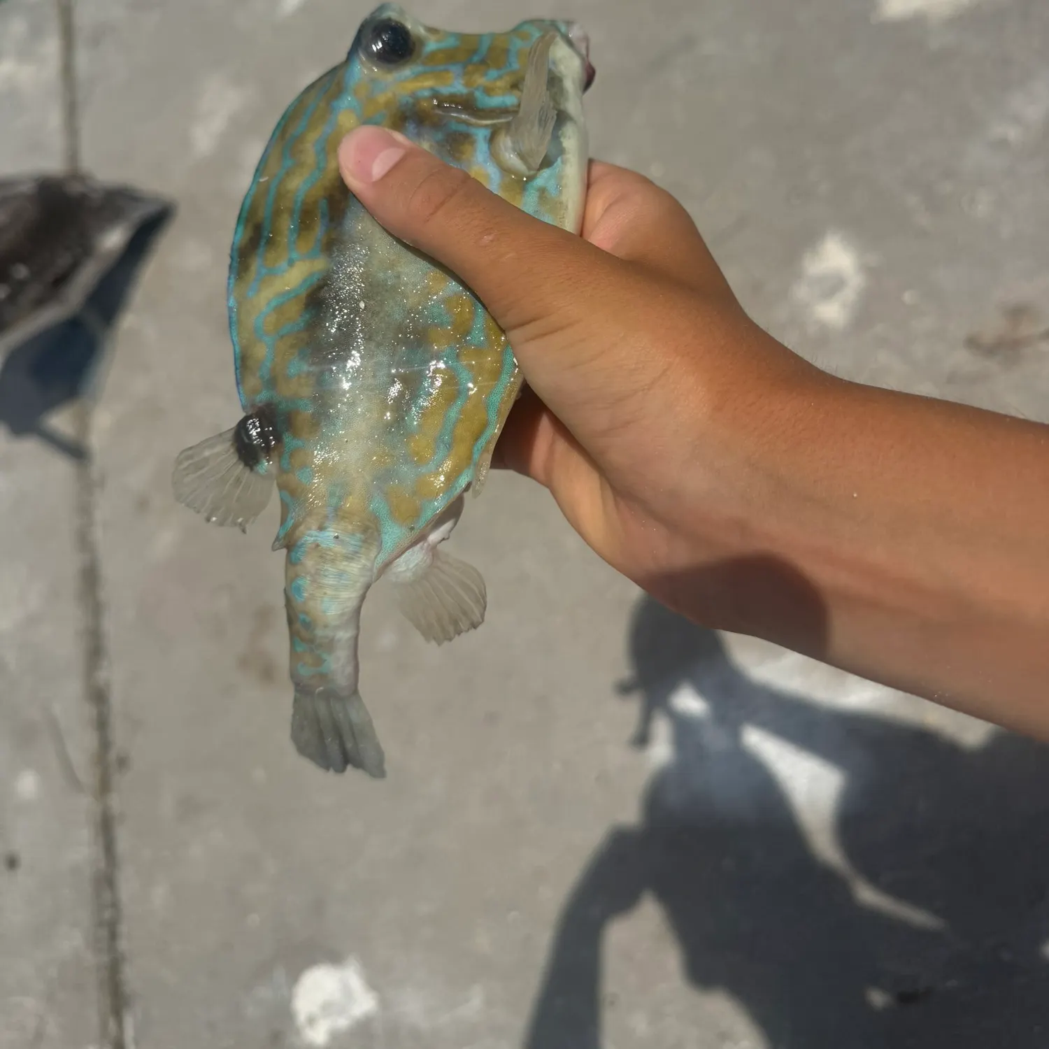 The most recent Planehead filefish catches on Fishbrain