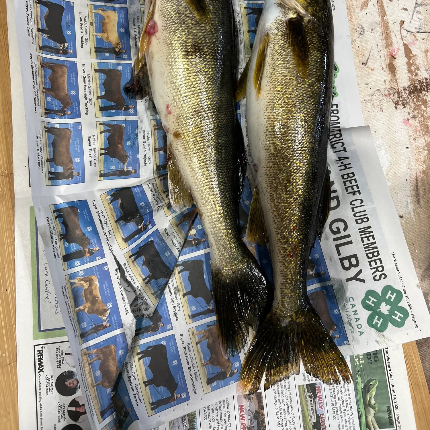 recently logged catches
