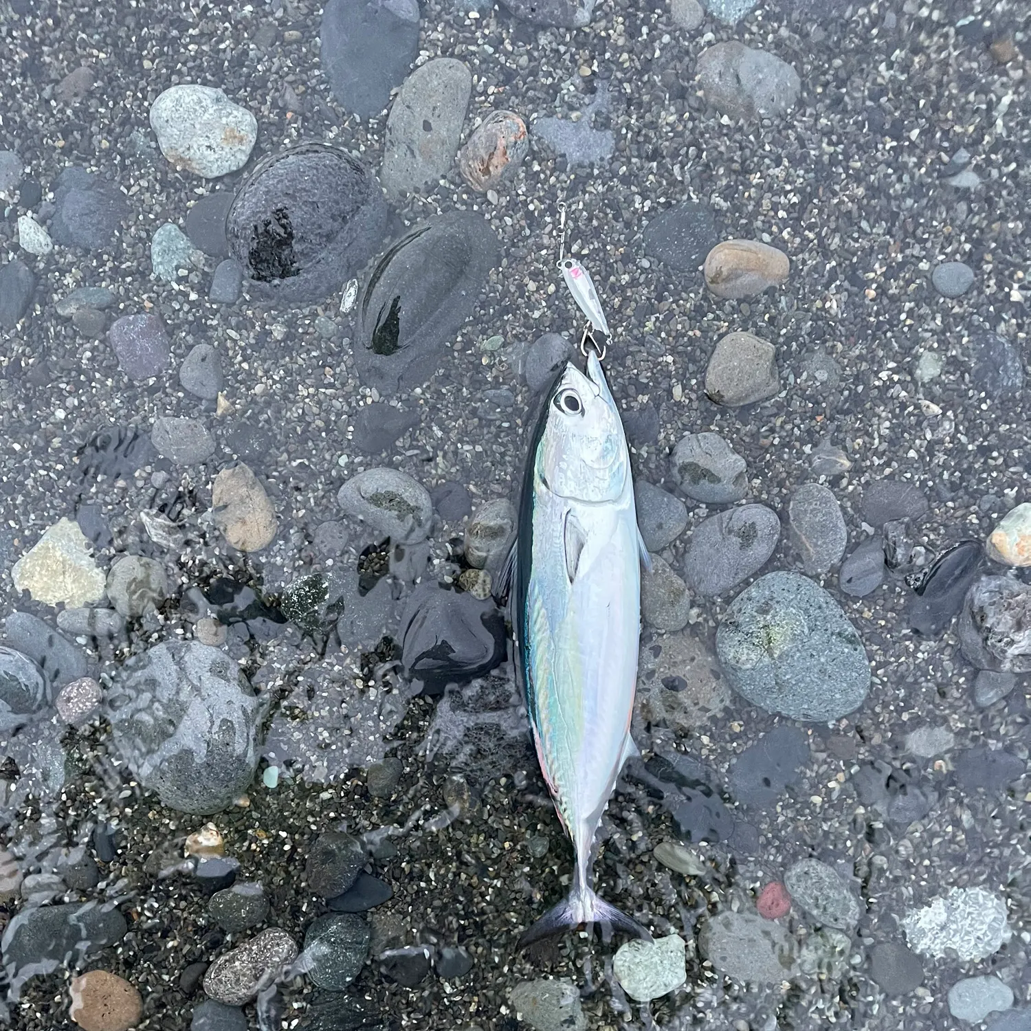 The most recent Frigate tuna catches on Fishbrain