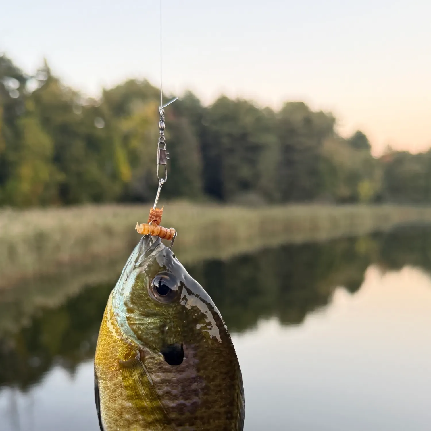 Bluegill caught on Fishbrain