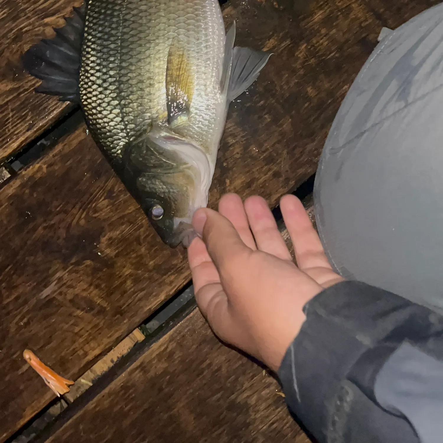 catch