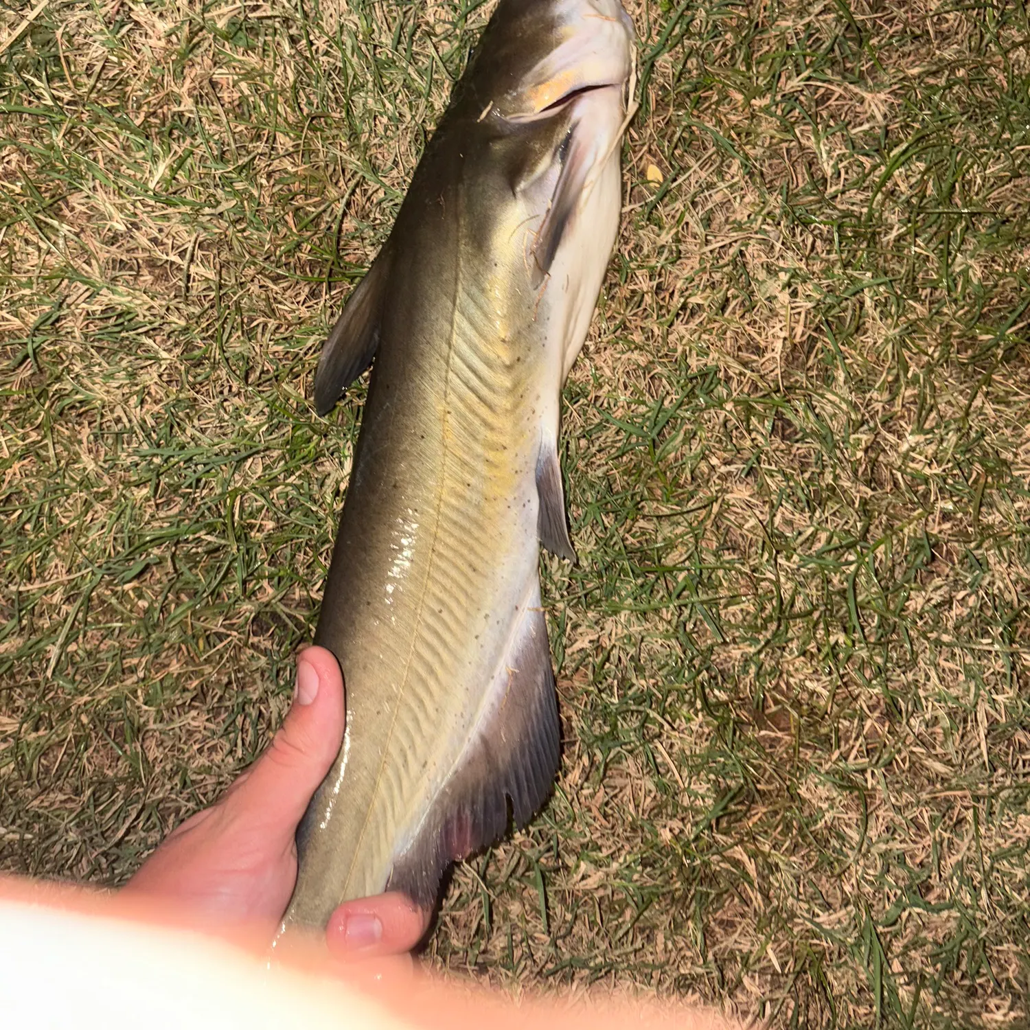 Channel catfish caught on Fishbrain