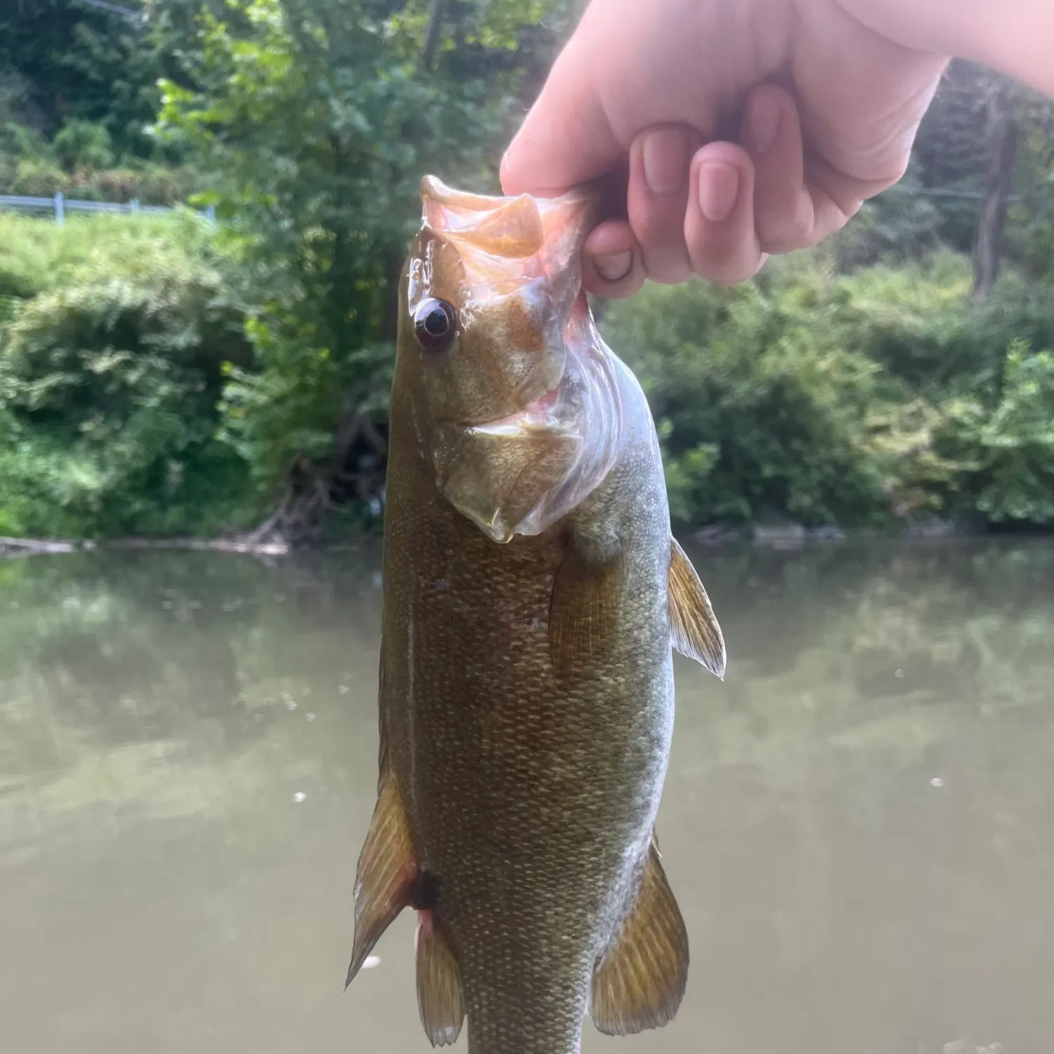Smallmouth bass caught on Fishbrain