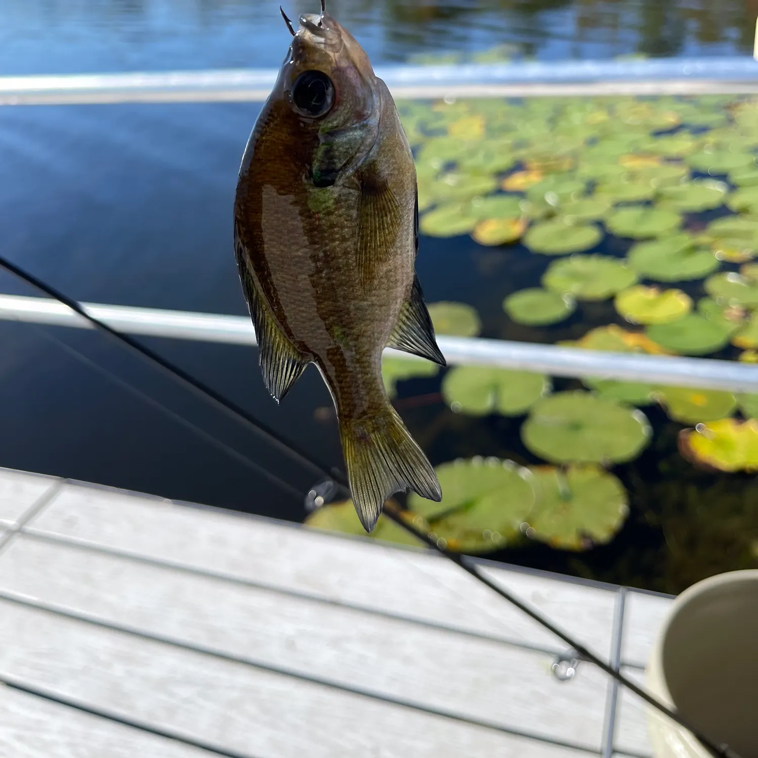 Bluegill caught on Fishbrain