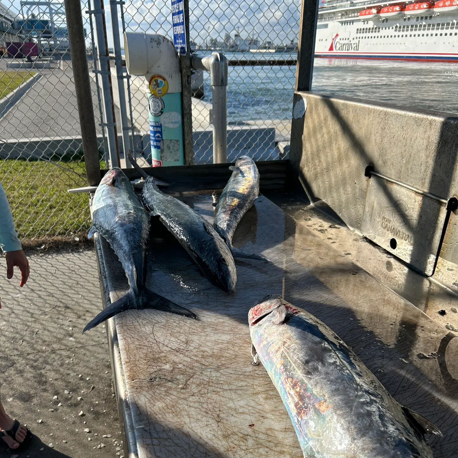 The most recent King mackerel catches on Fishbrain
