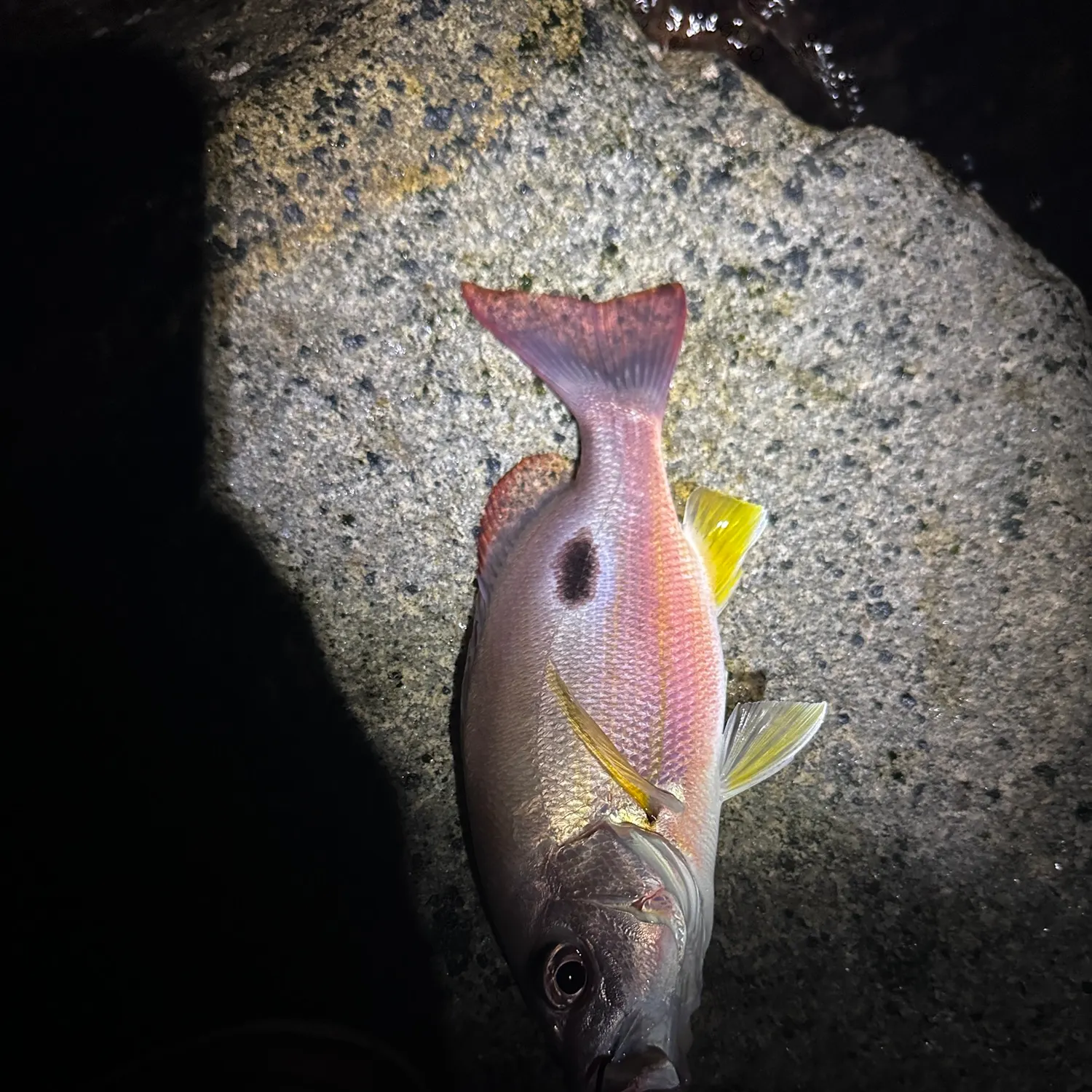 The most recent Moses perch catches on Fishbrain