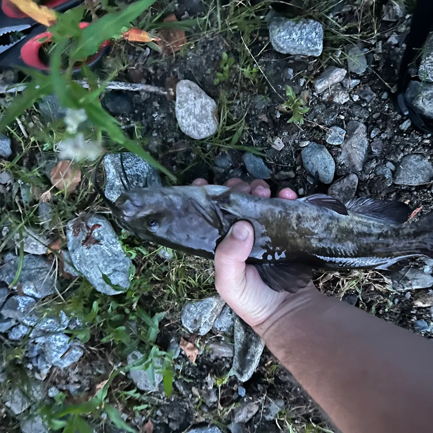 Black bullhead caught on Fishbrain
