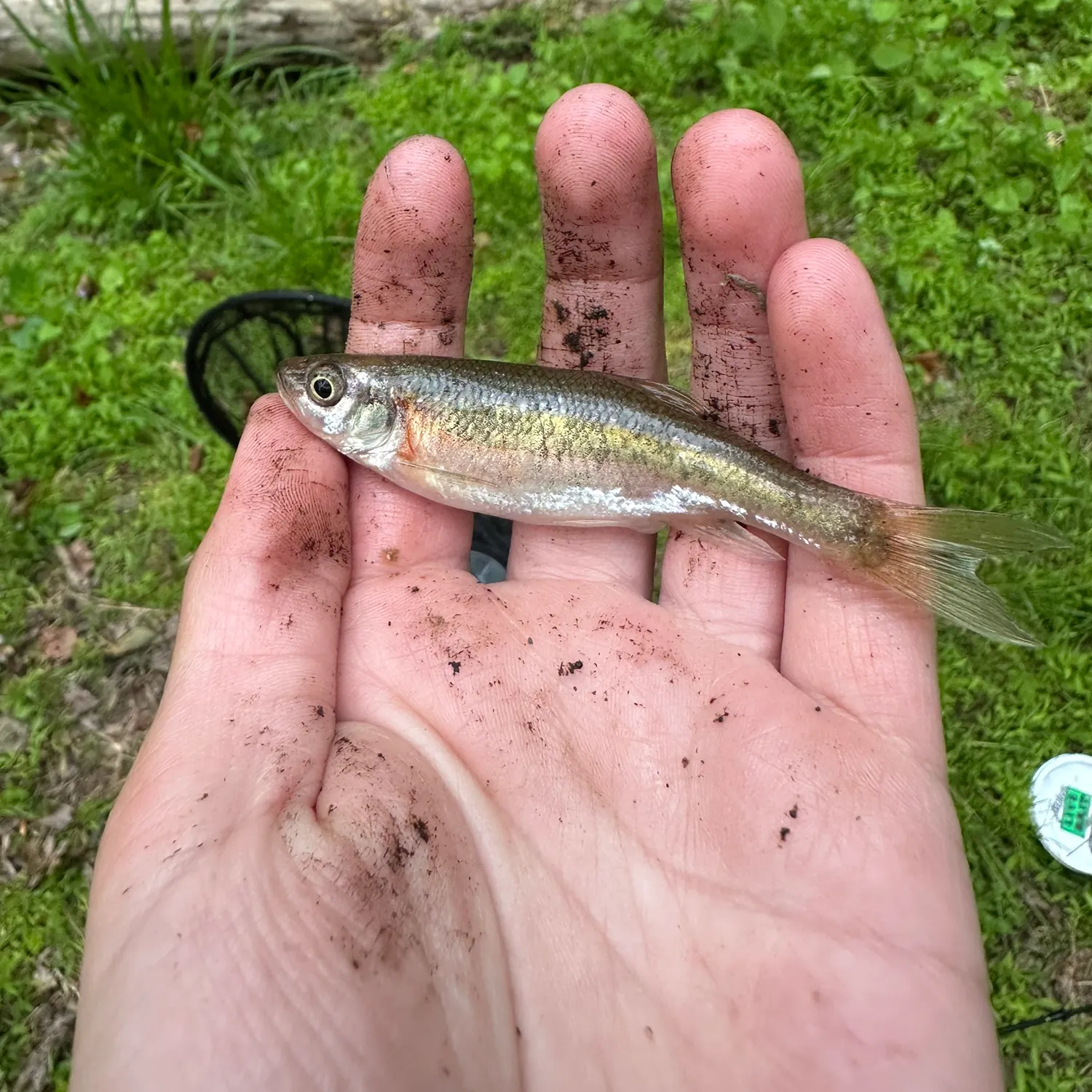 The most recent Rosyside dace catches on Fishbrain