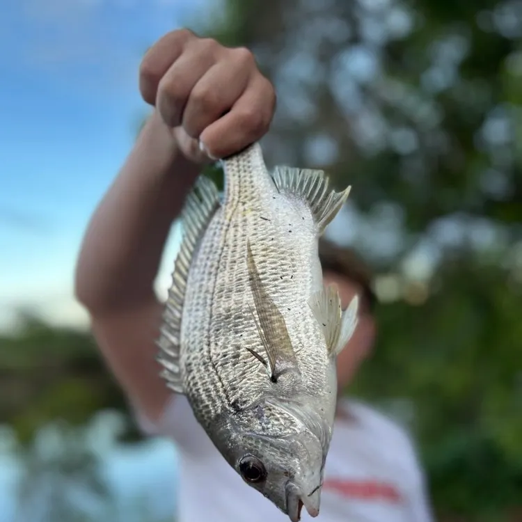 Javelin grunter caught on Fishbrain
